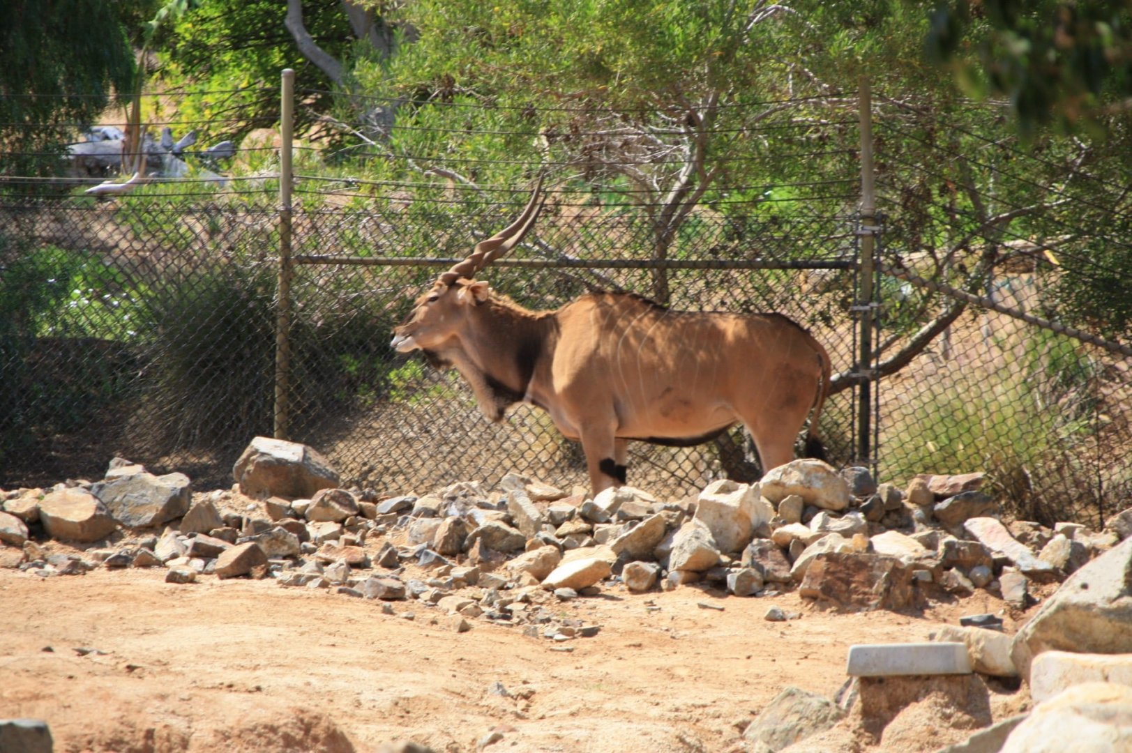 Eastern Giant Eland
