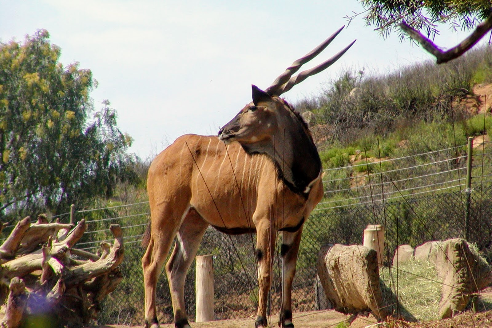 Eastern Giant Eland