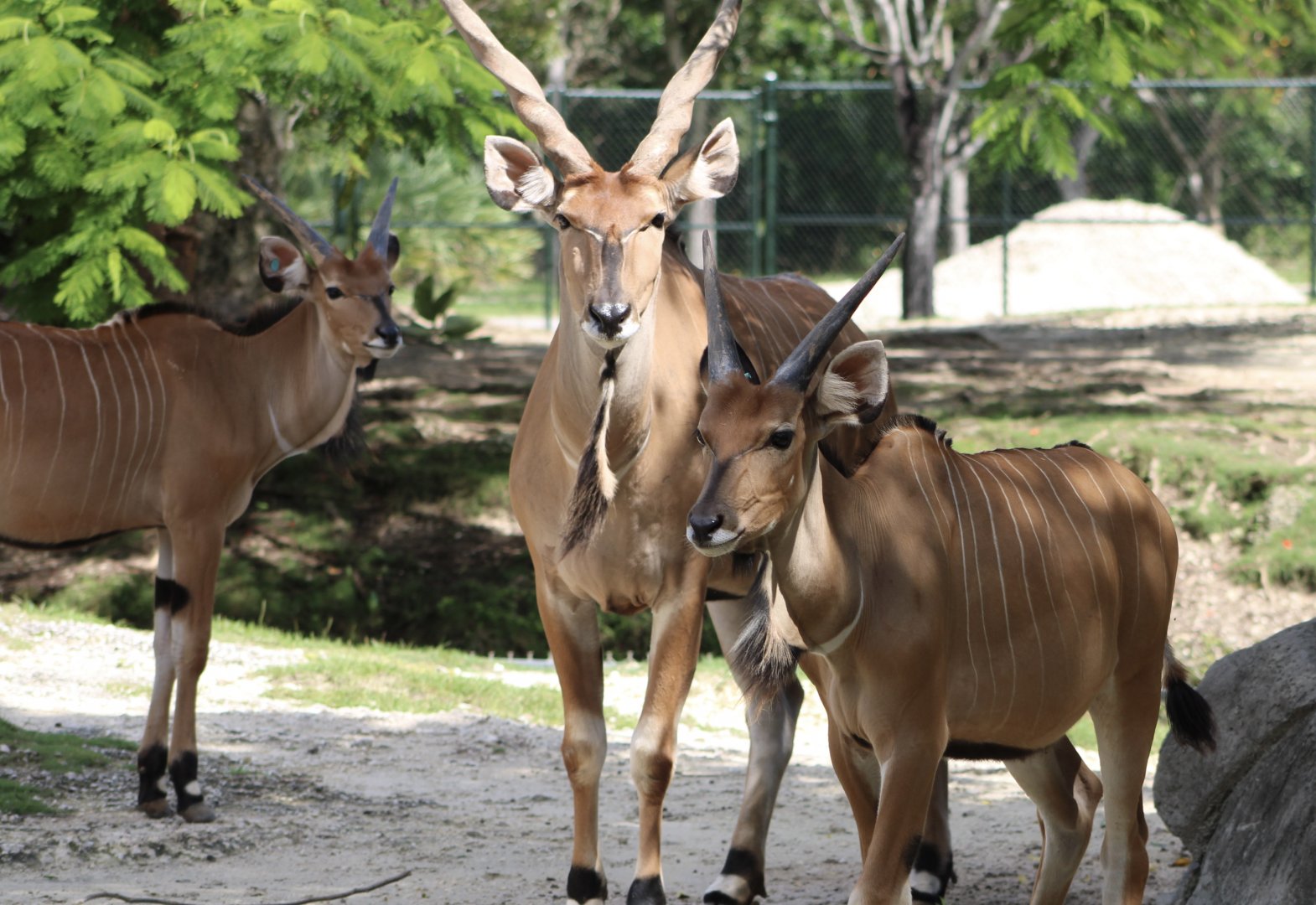 Eastern Giant Elands (T. d. gigas)