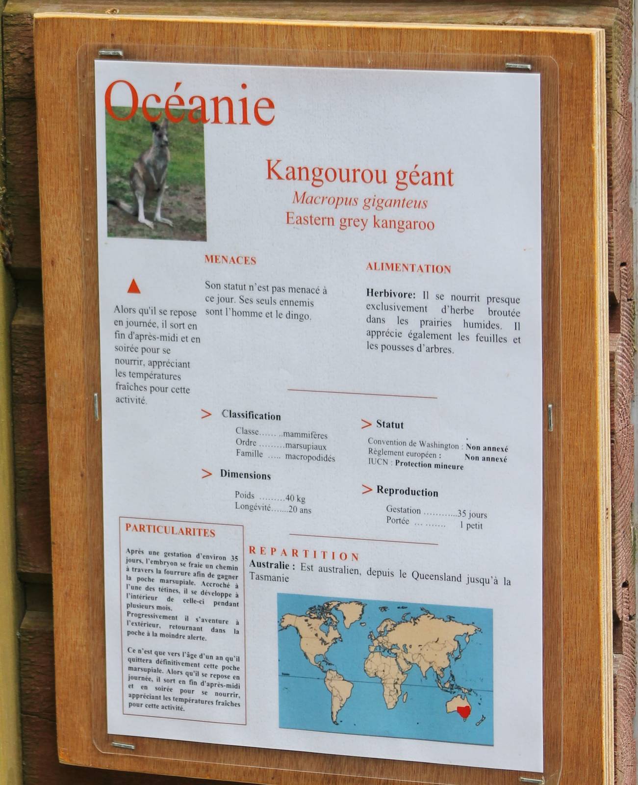 Eastern giant kangaroo sign