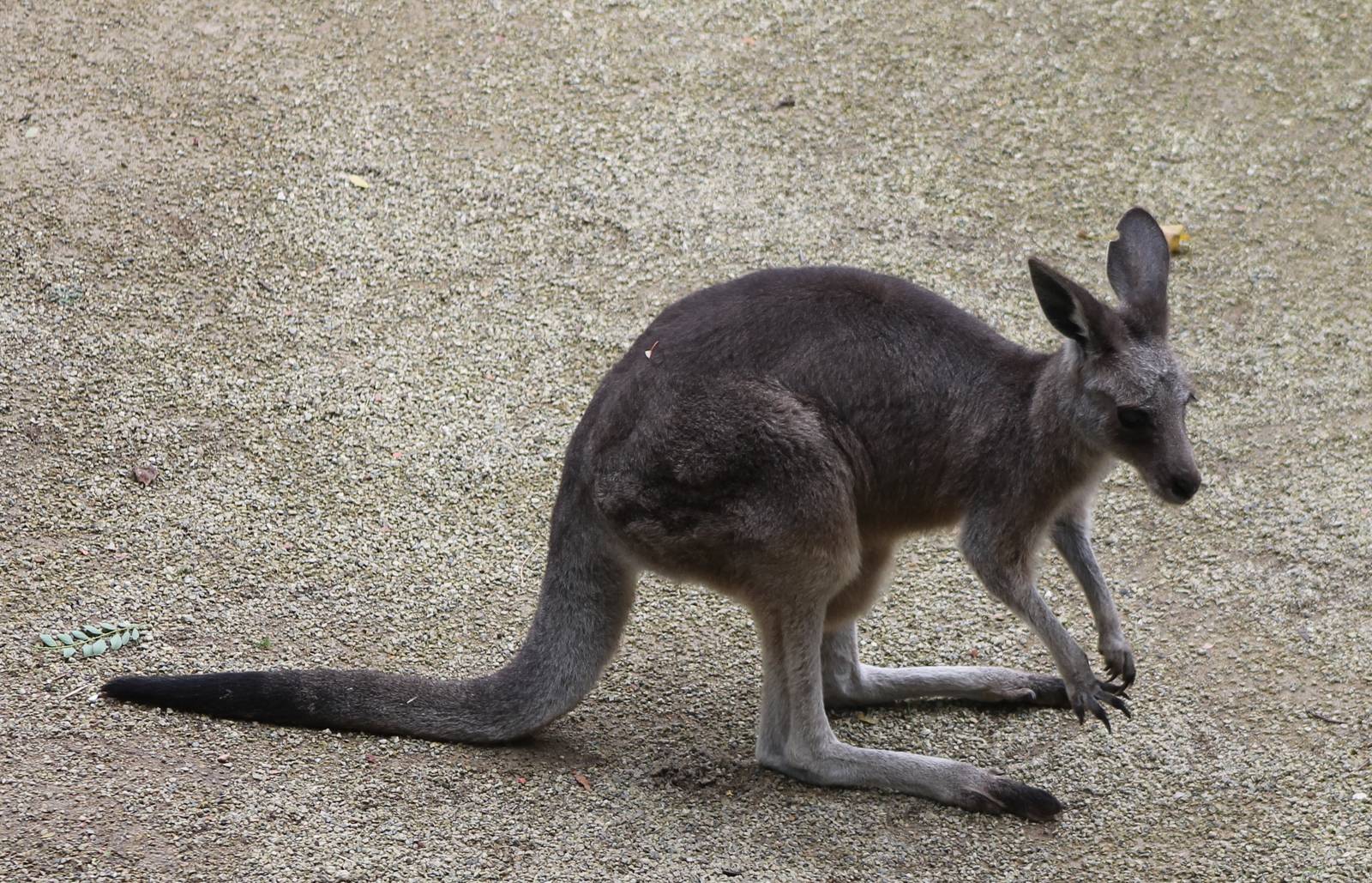 Eastern giant kangaroo