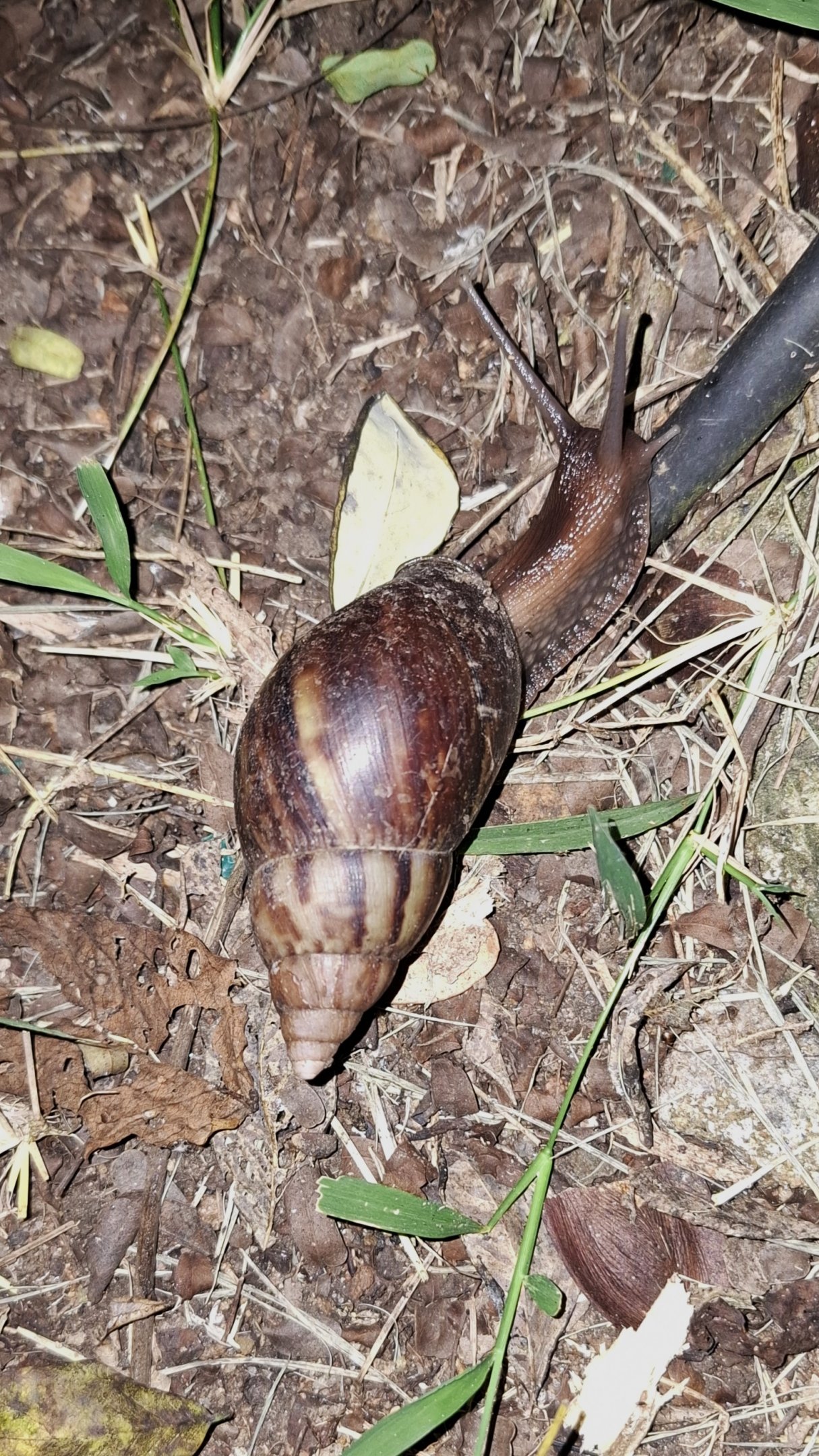 Eastern Giant Land Snail (Invasive), Kabini River Lodge, 19th November 2024
