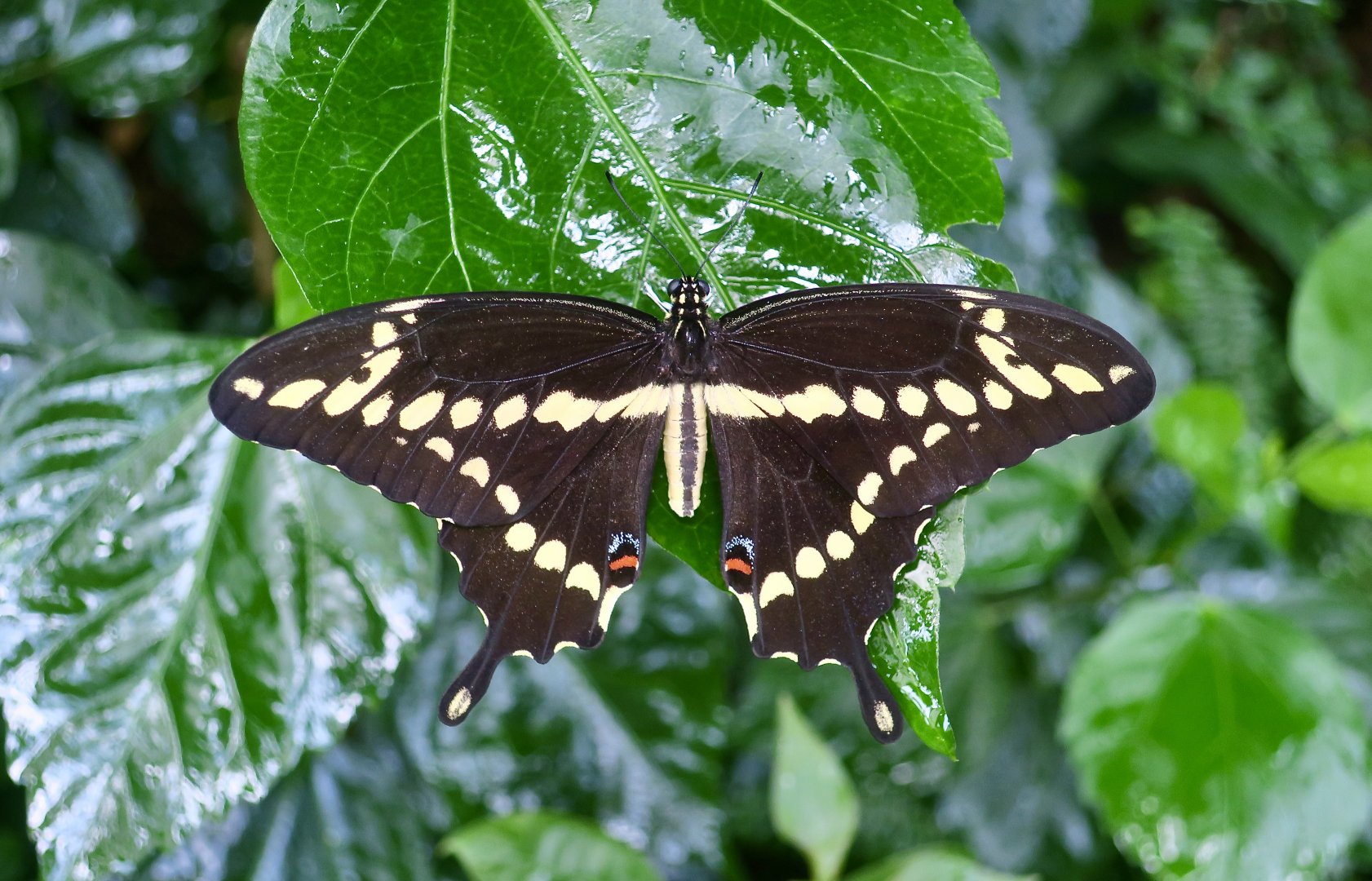 Eastern Giant Swallowtail (Papilio cresphontes)