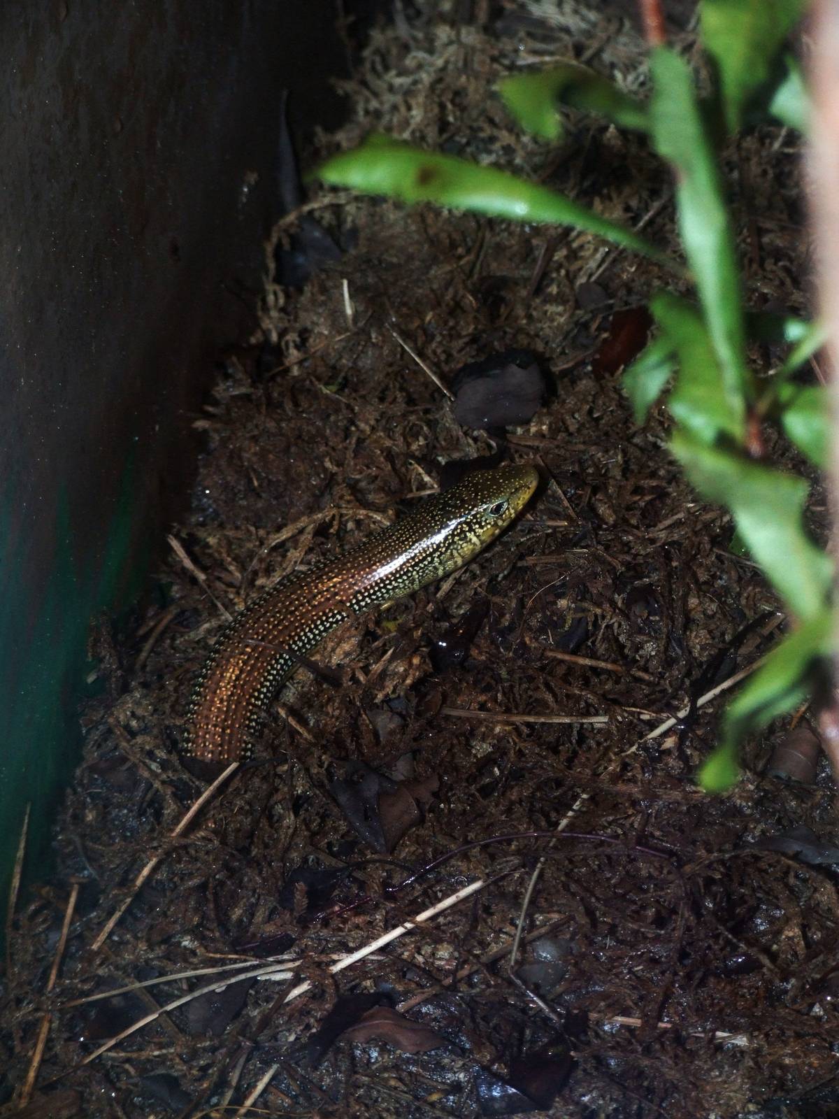 Eastern Glass Lizard at Jacksonville, 10/10/13