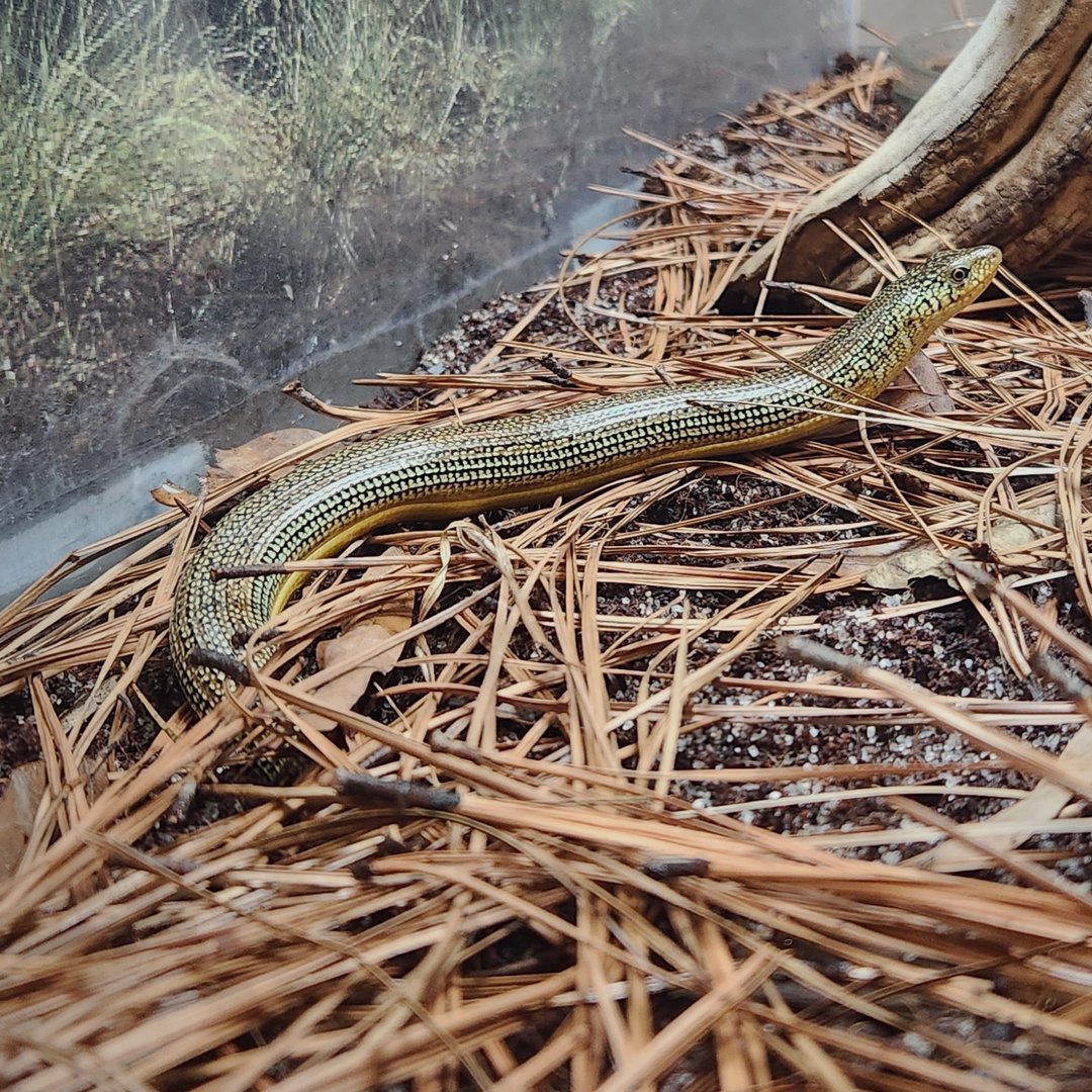 Eastern Glass Lizard (Ophisaurus ventralis)