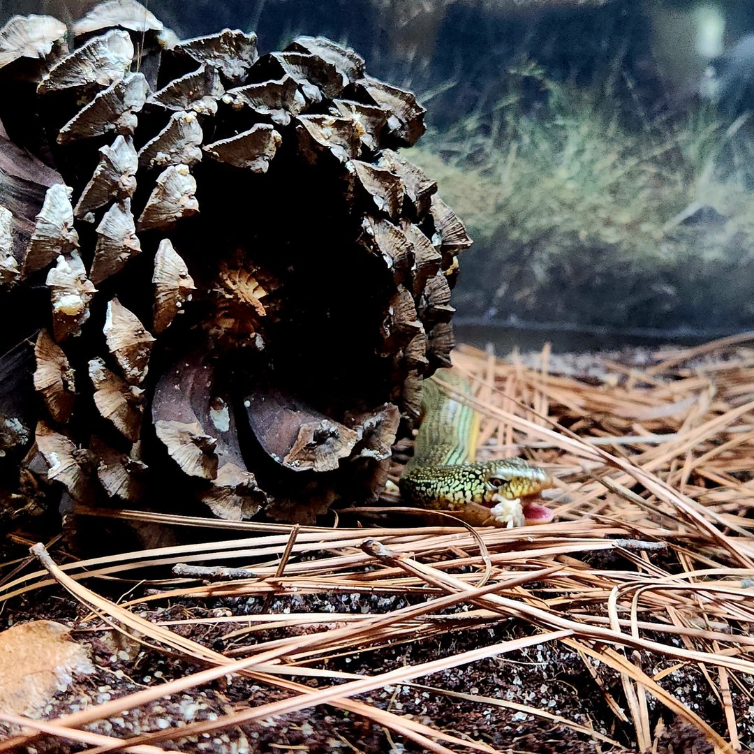 Eastern Glass Lizard (Ophisaurus ventralis)