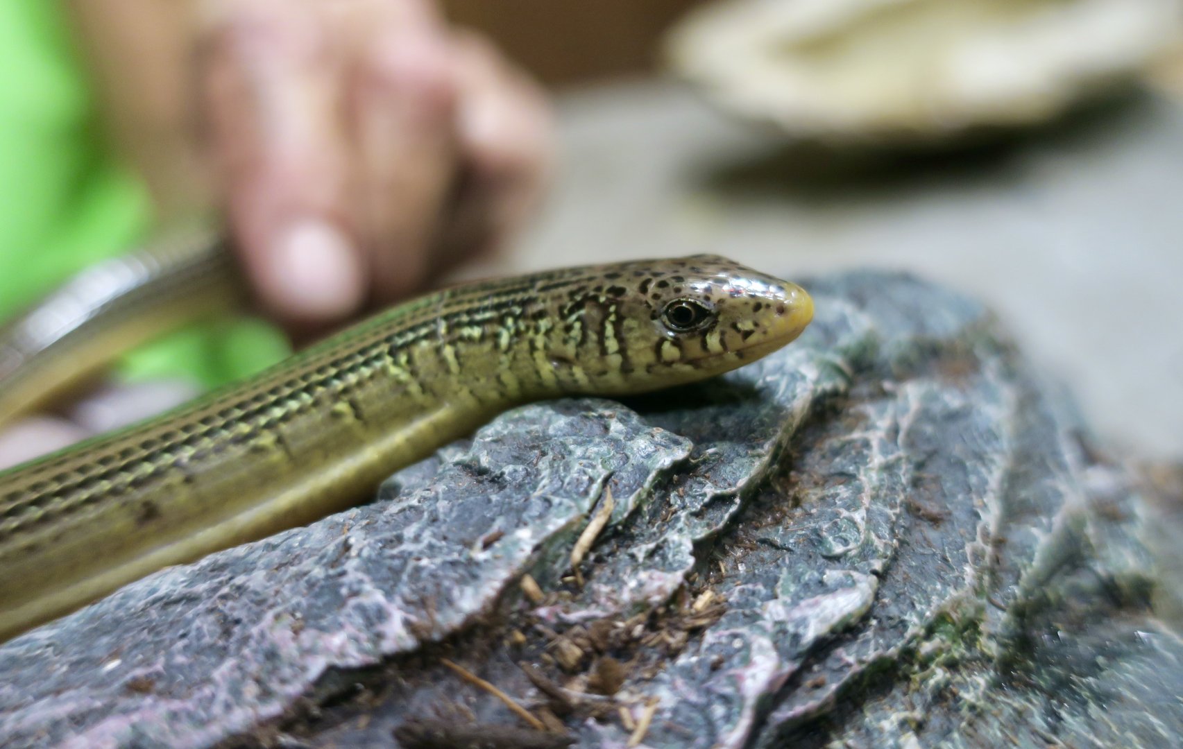Eastern Glass Lizard (Ophisaurus ventralis)