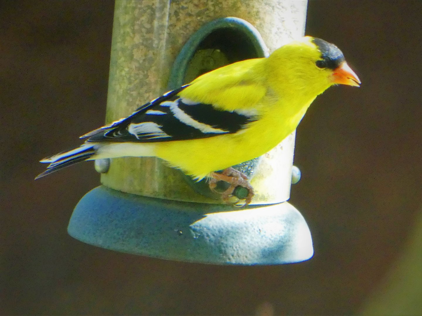 Eastern Goldfinch