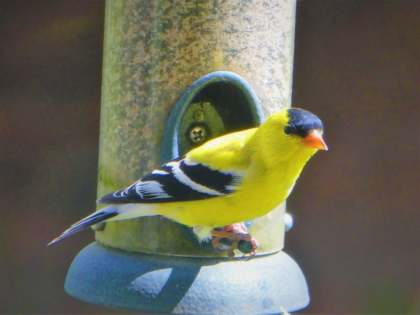 Eastern Goldfinch