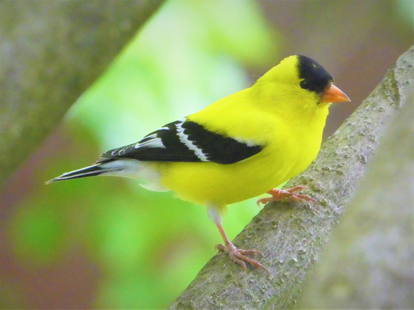 Eastern Goldfinch