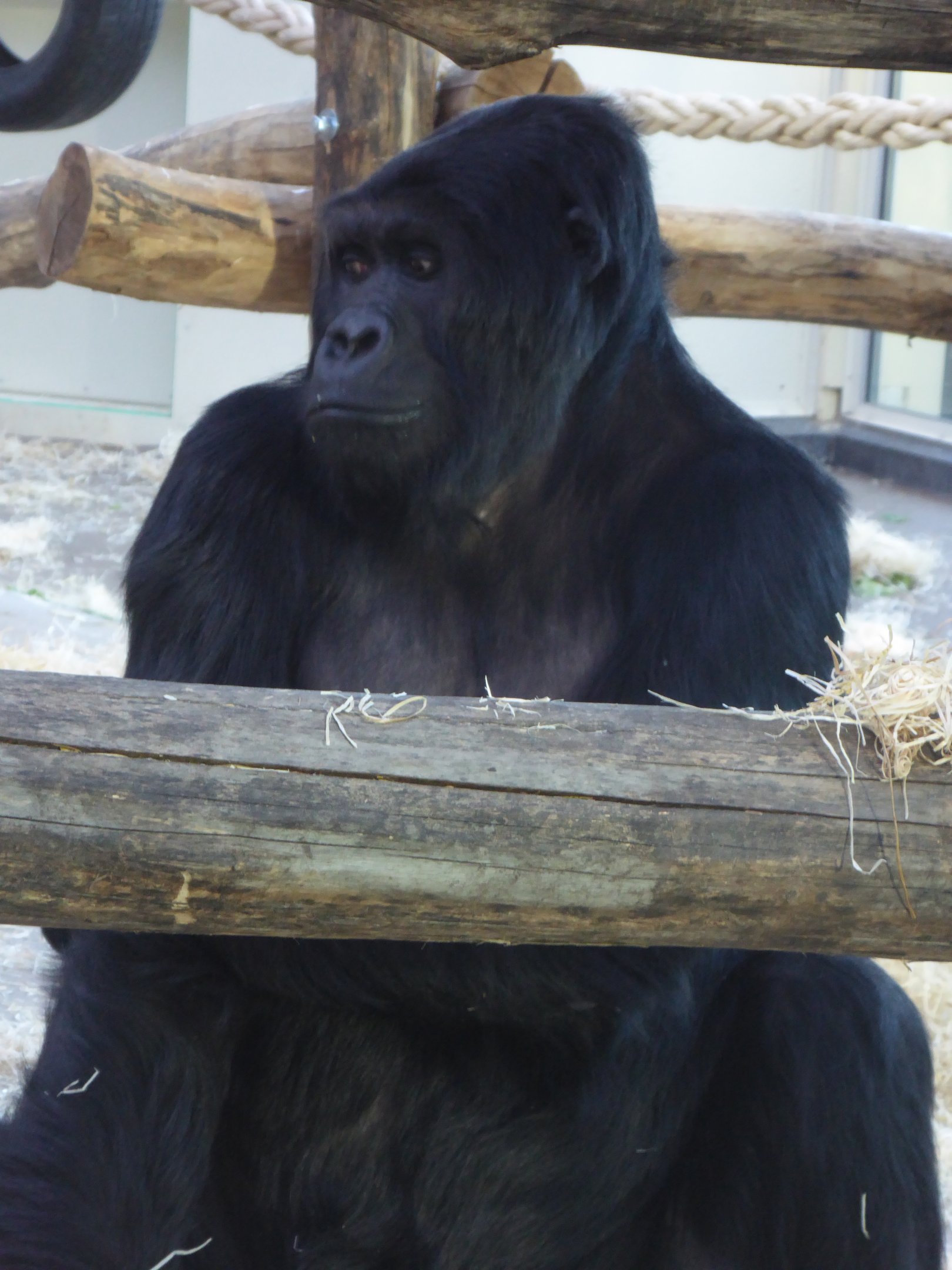 Eastern Gorilla "Amahoro" (Gorilla beringei) at Zoo Antwerpen - 10th February 2018