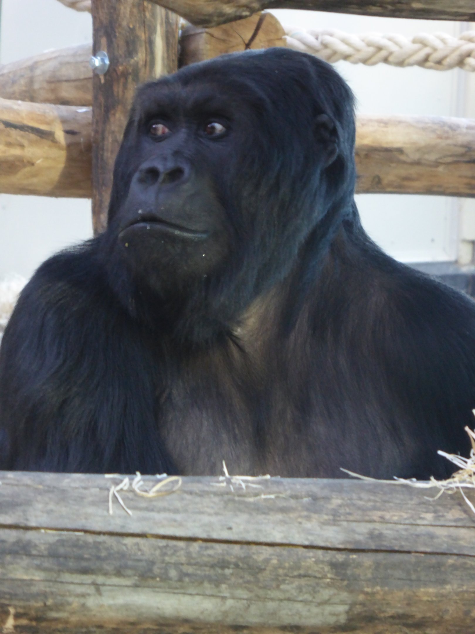 Eastern Gorilla "Amahoro" (Gorilla beringei) at Zoo Antwerpen - 10th February 2018