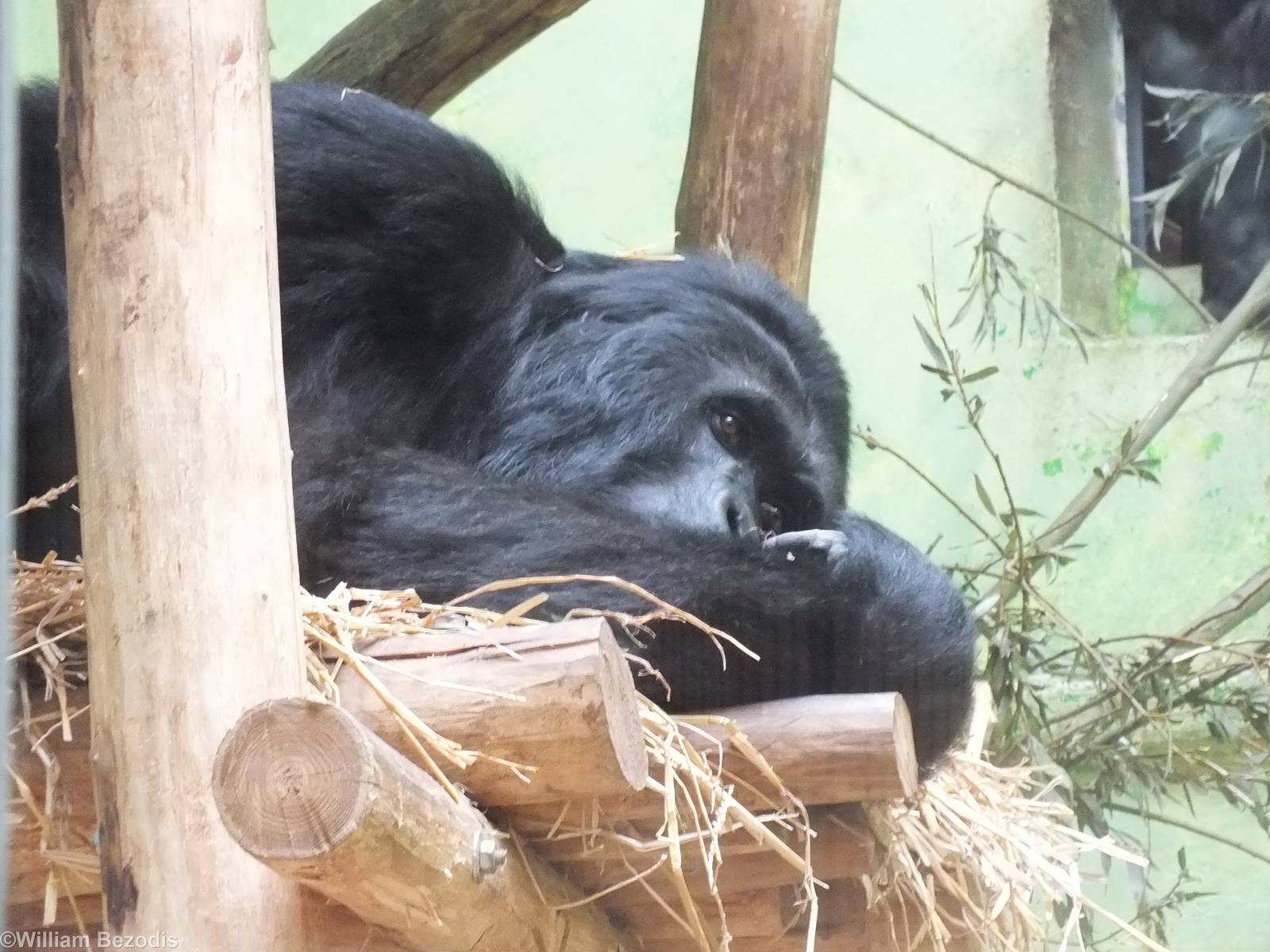 Eastern Gorilla 'Amahoro'