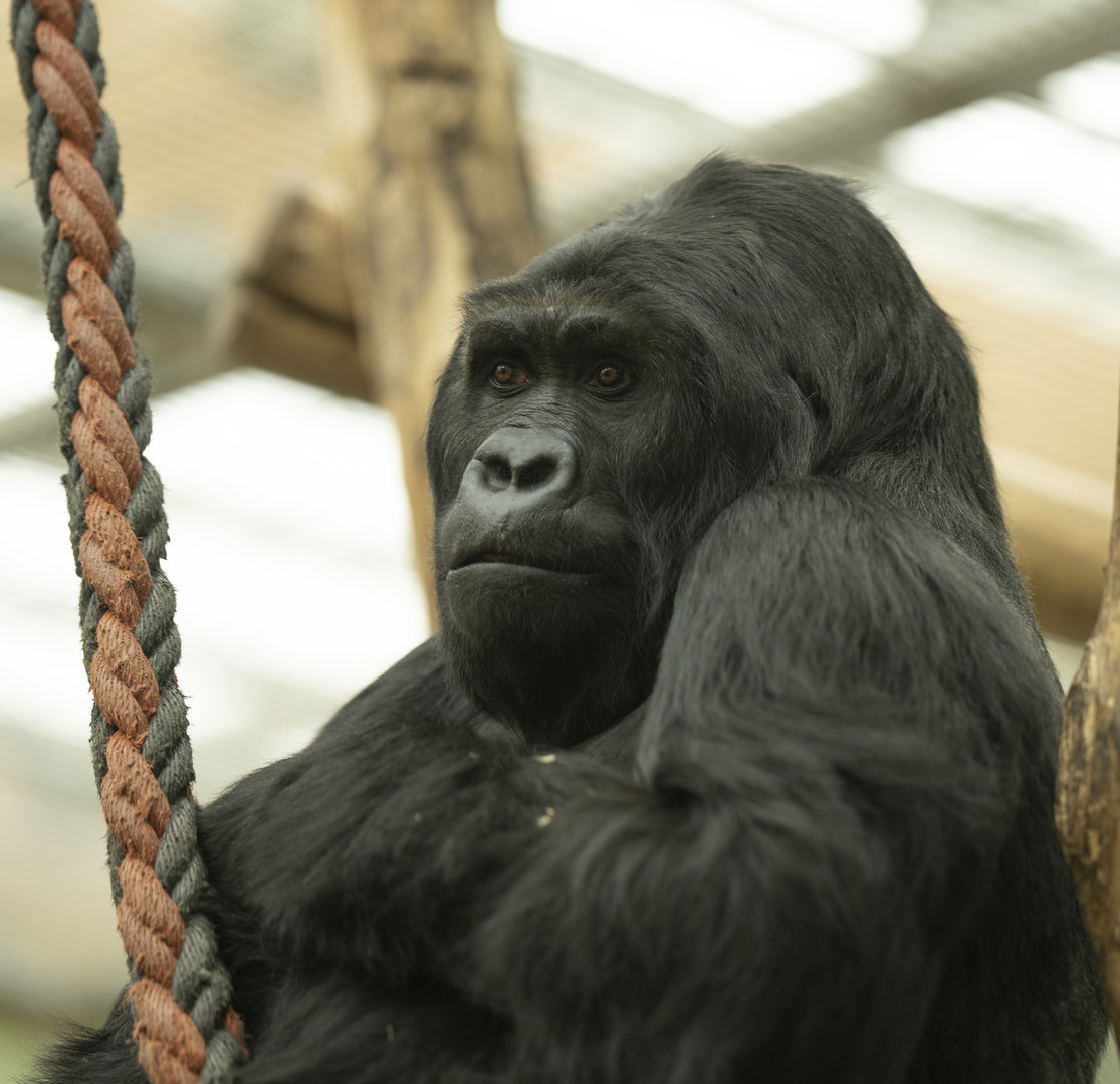 Eastern gorilla Amahoro