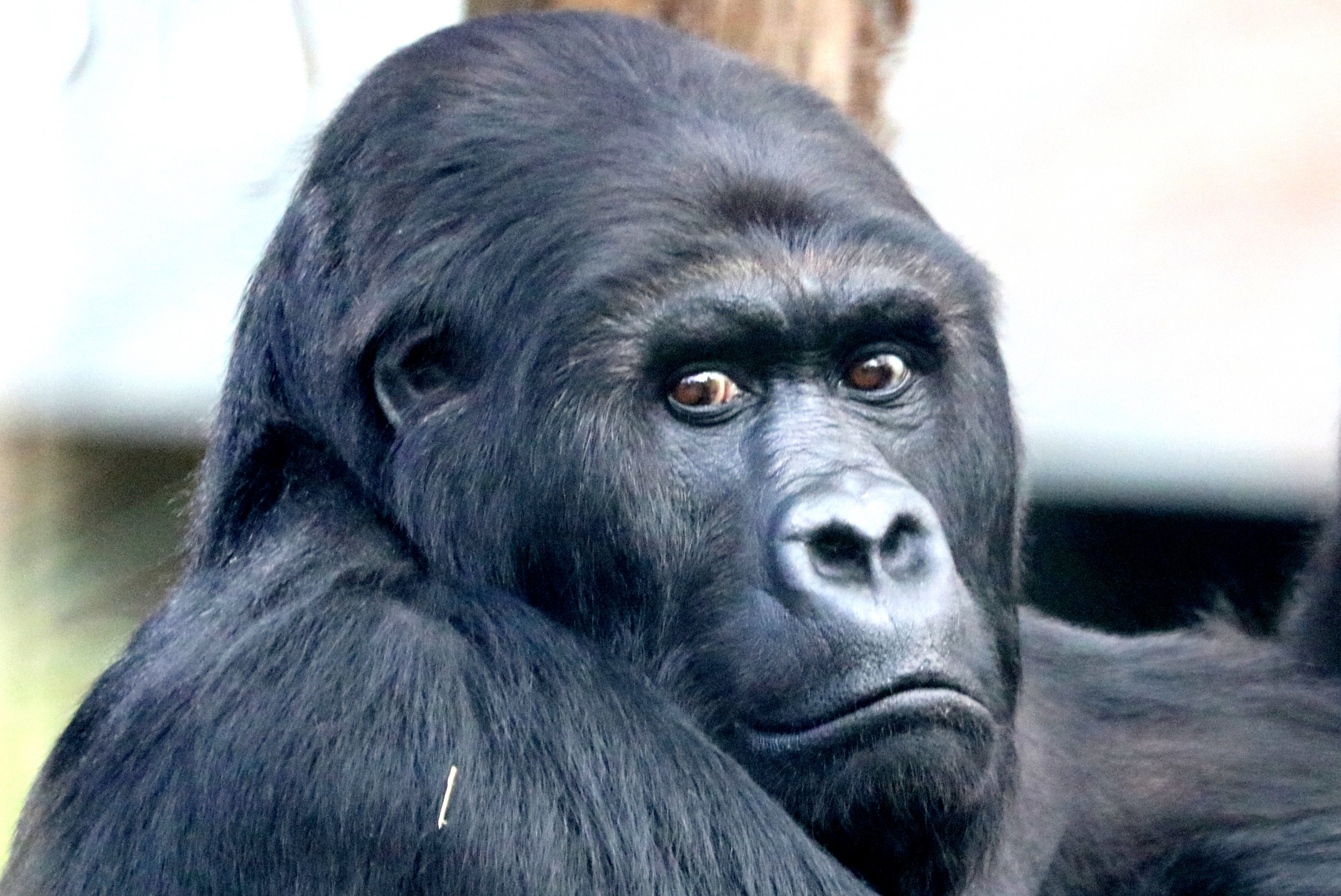Eastern gorilla; Antwerp; 8th September 2018