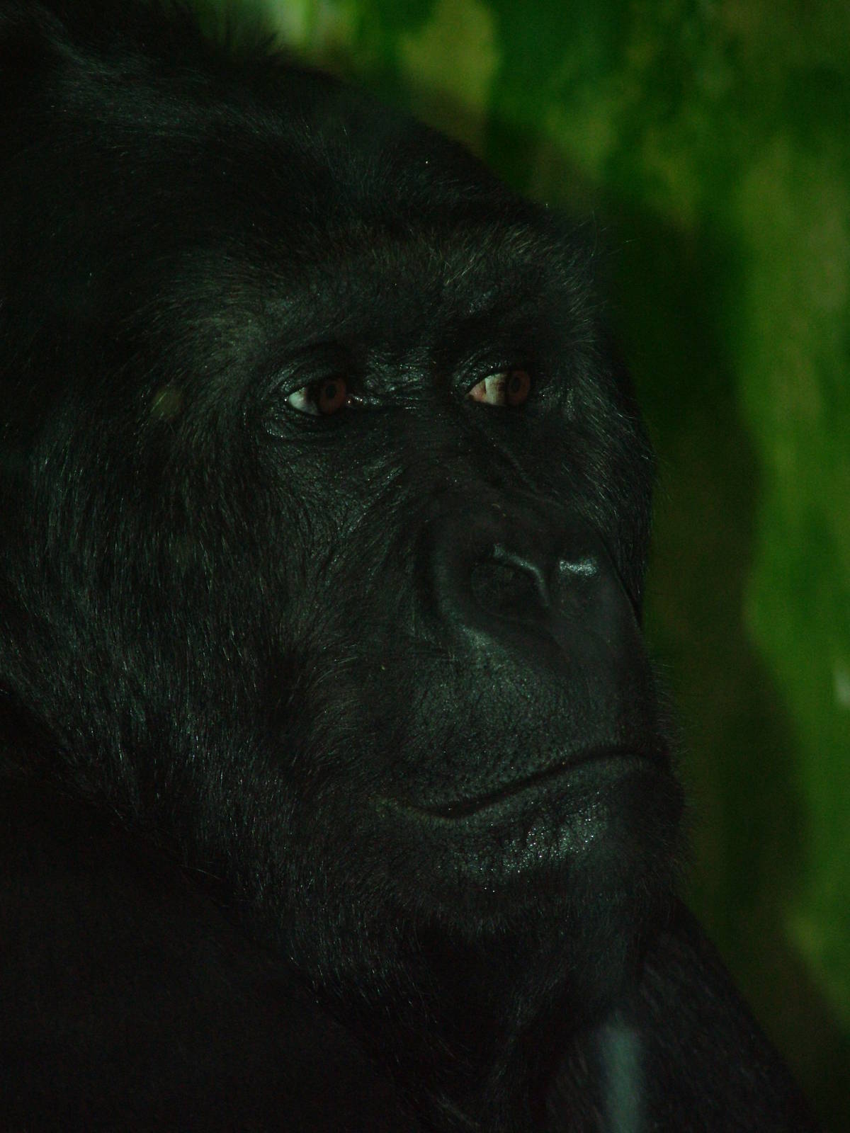 Eastern Gorilla at Antwerp Zoo Jan 09