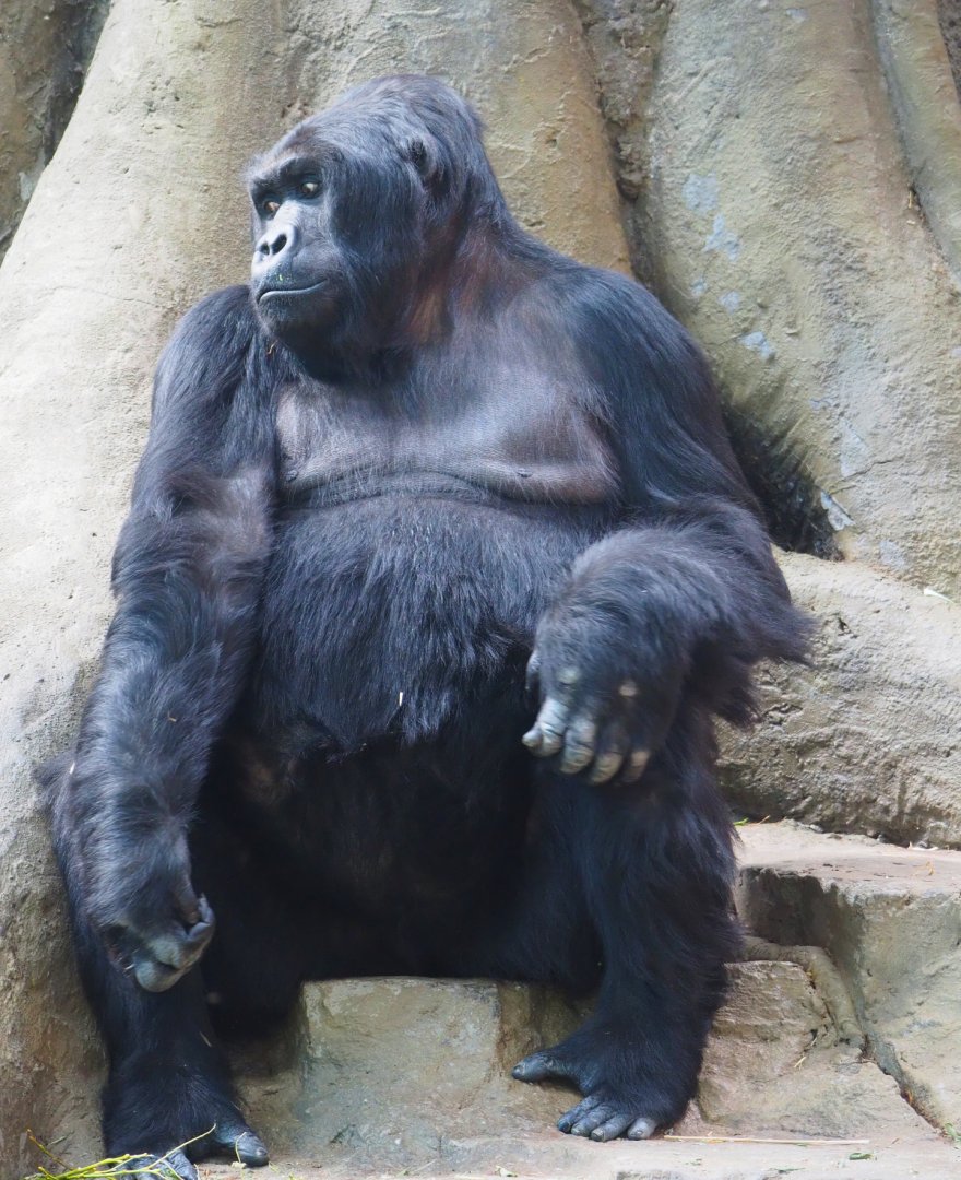 Eastern gorilla (Gorilla beringei graueri) Amahoro, 2019-09-21