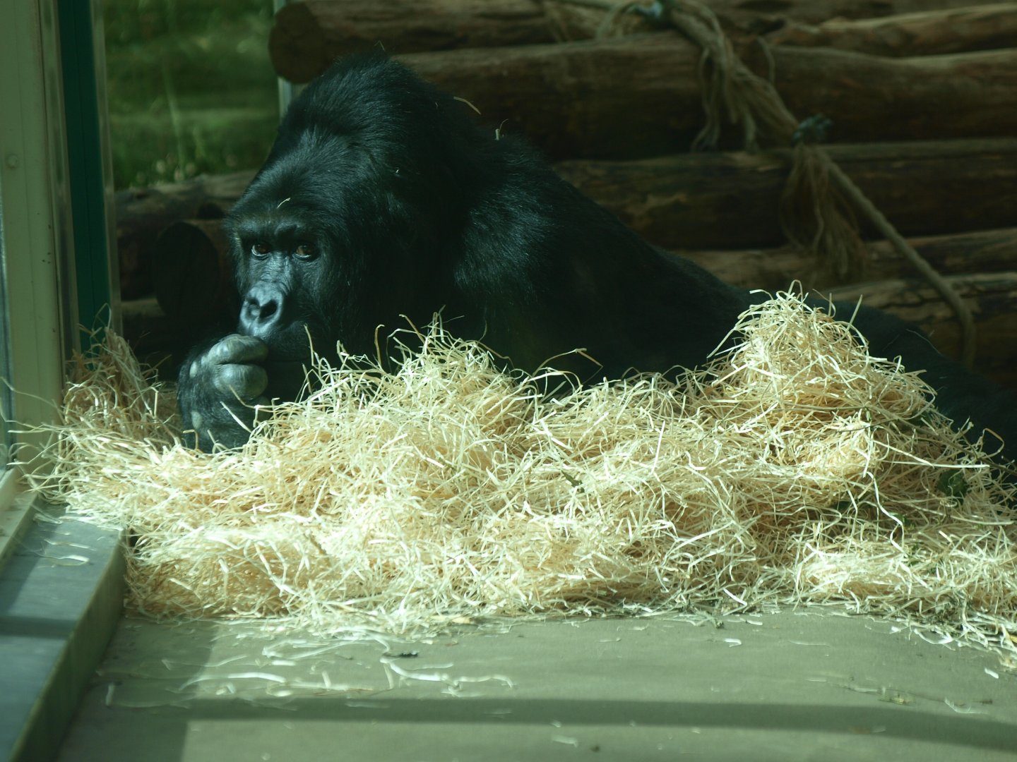 Eastern gorilla (Gorilla beringei graueri) Amahoro