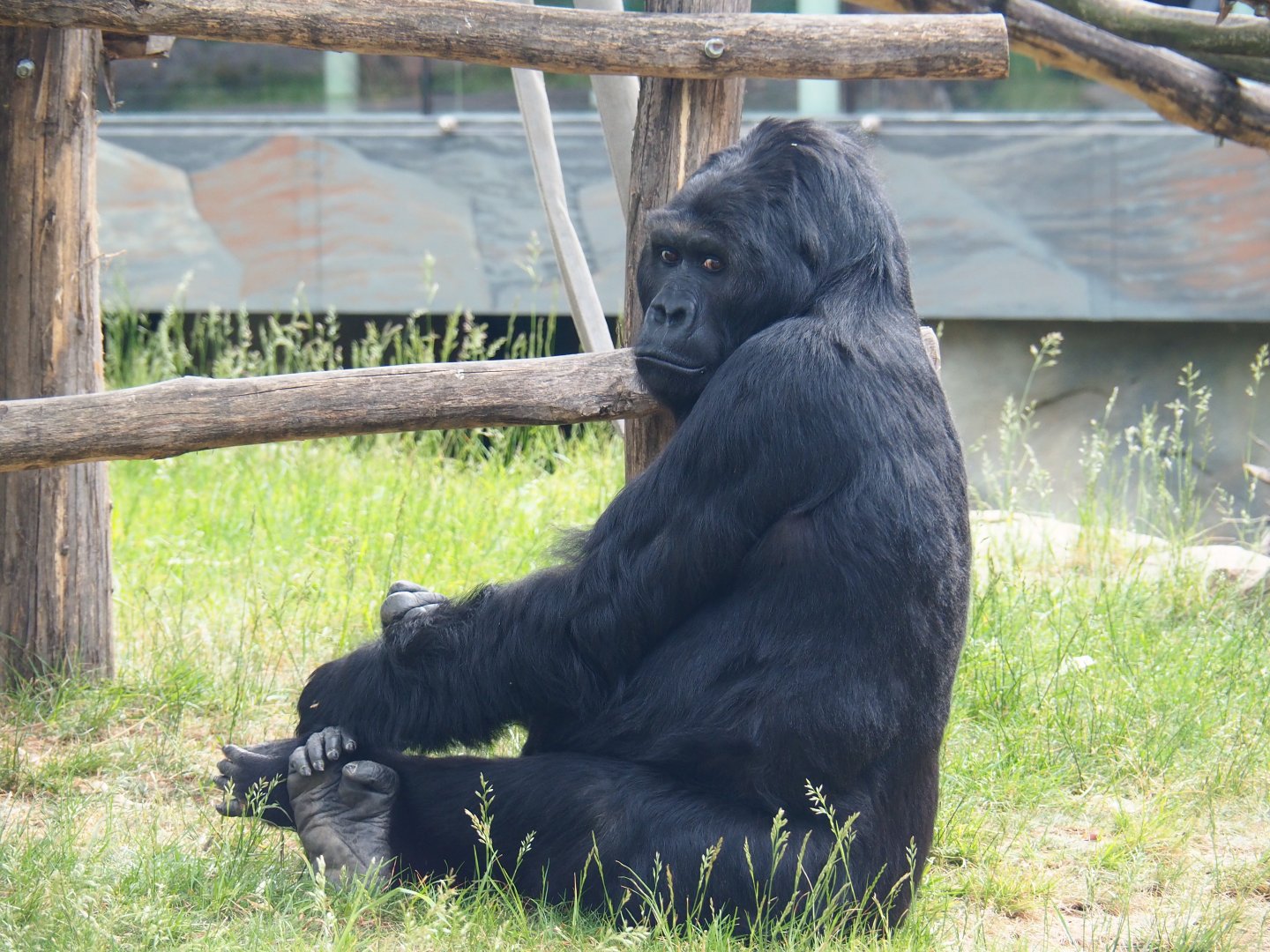 Eastern gorilla (Gorilla beringei graueri) Amahoro