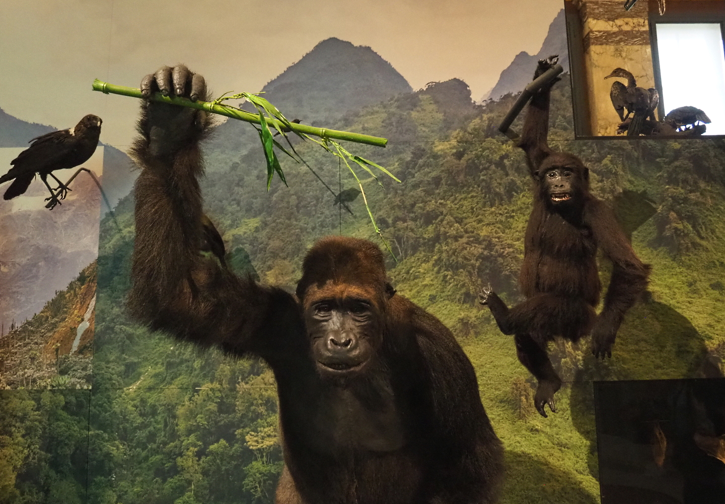 Eastern gorilla (Gorilla beringei) specimens, 2021-10-20