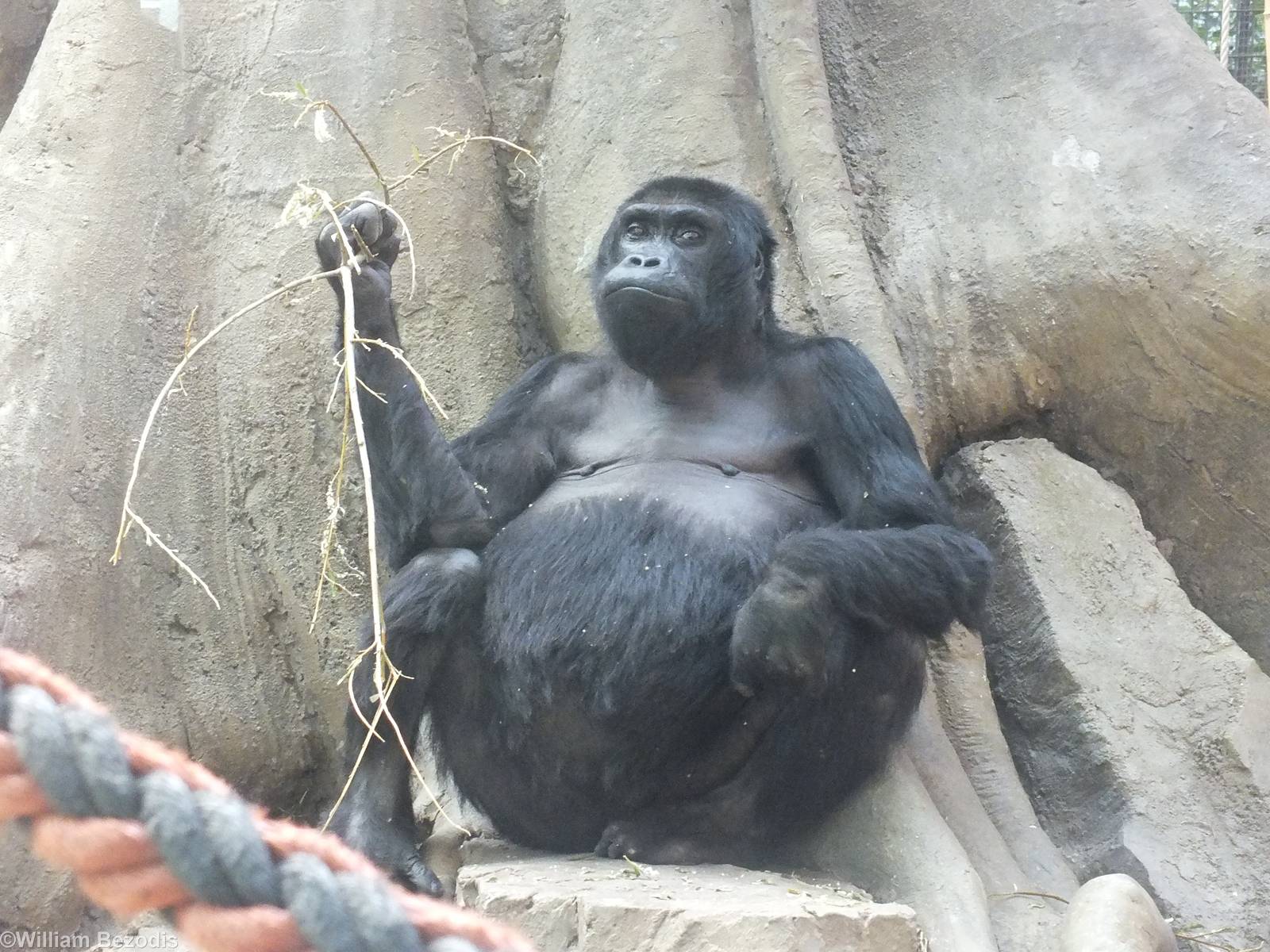 Eastern Gorilla 'Victoria'