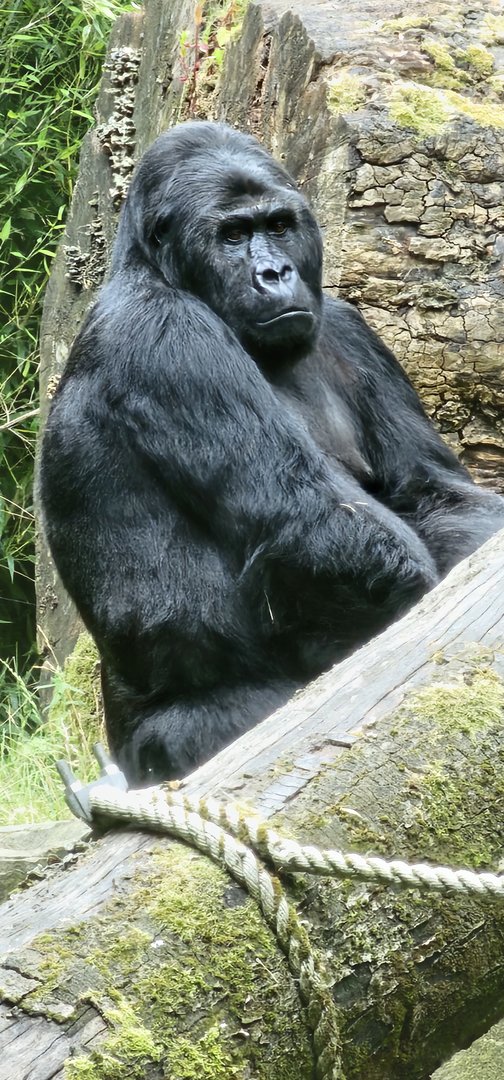 Eastern gorilla
