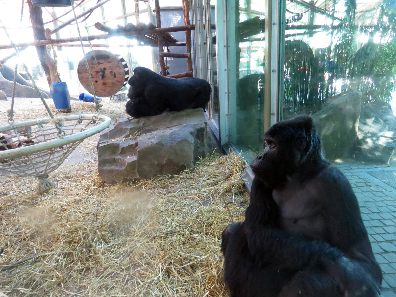 Eastern gorillas, June 2015