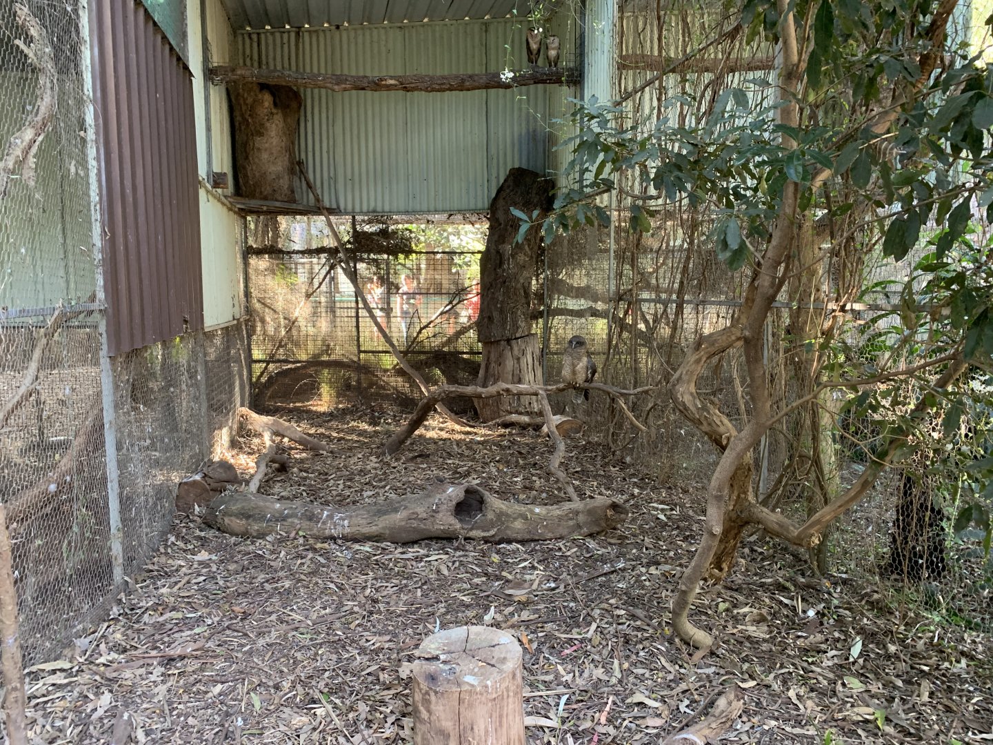 Eastern Grass Owl and Rufous Owl Aviary