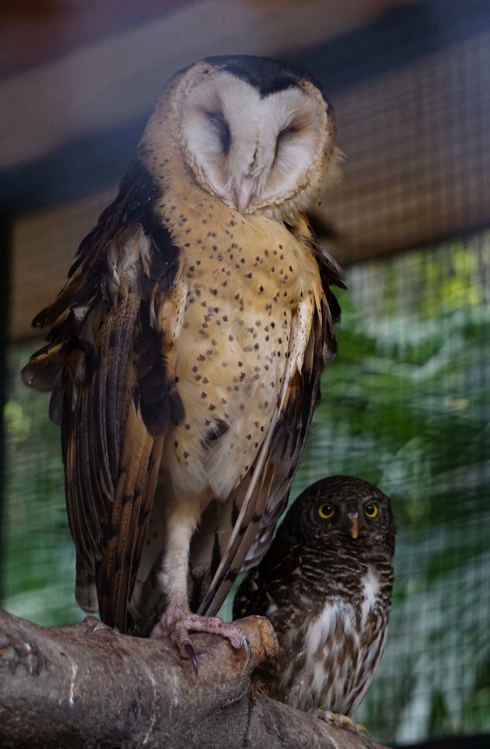 Eastern grass owl, Asian barred owlet