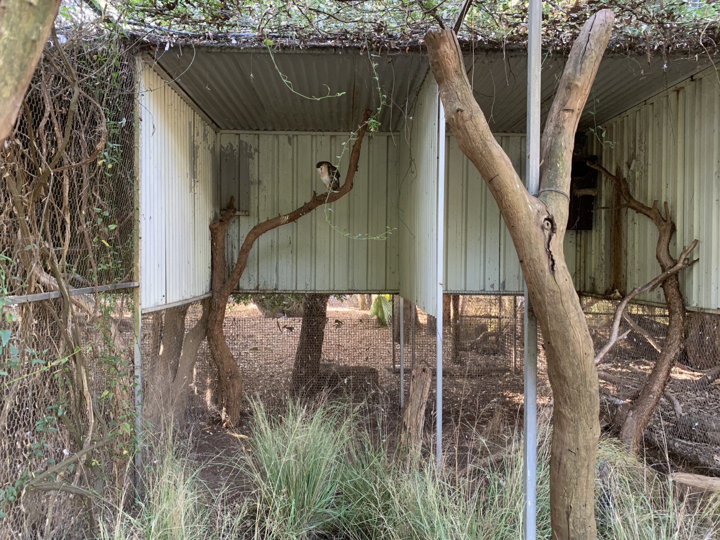 Eastern Grass Owl Aviary