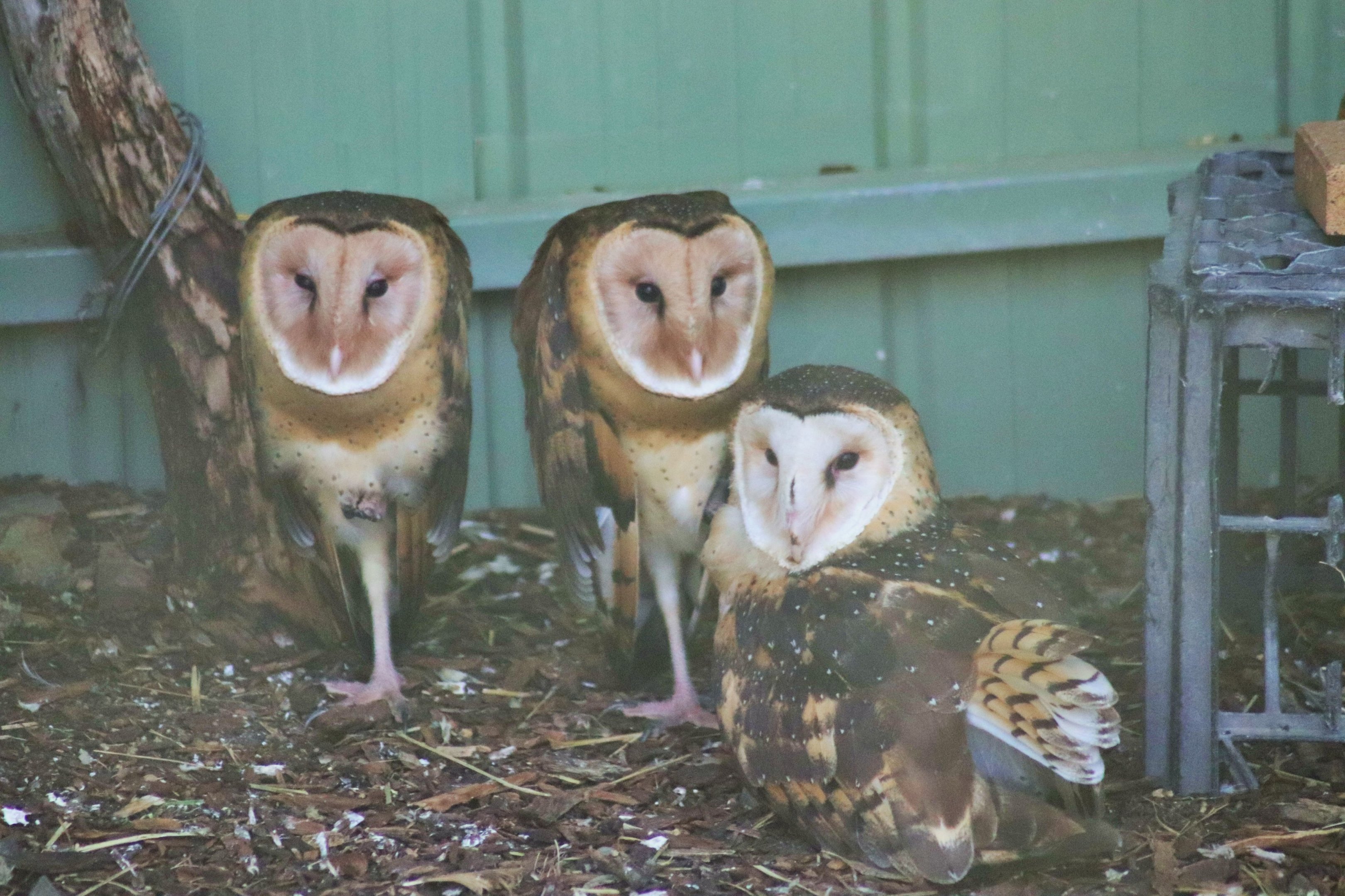 Eastern Grass Owl Offspring (Tyto longimembris)