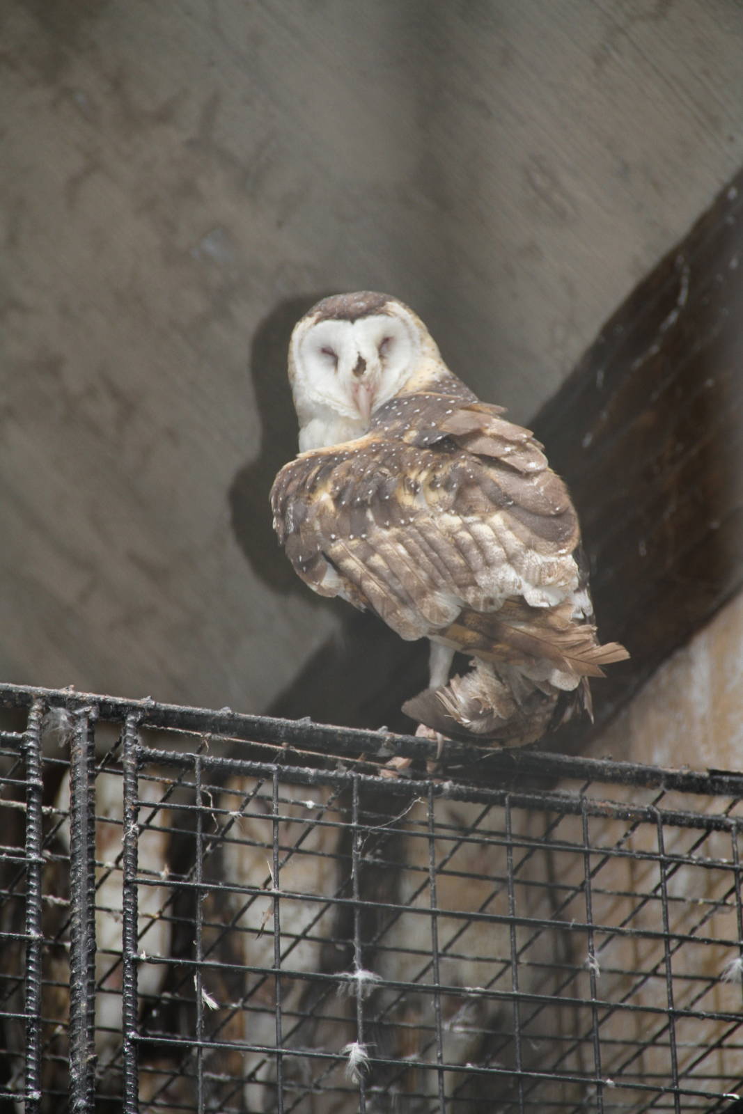 Eastern Grass Owl (Tyto longimembris amauronota)