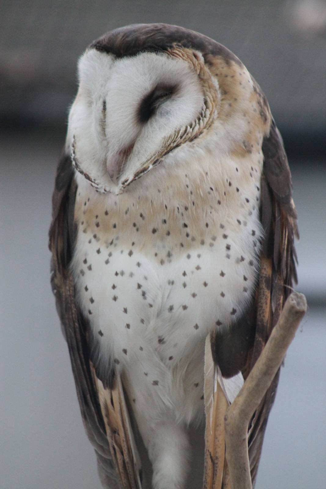 eastern grass owl (Tyto longimembris)