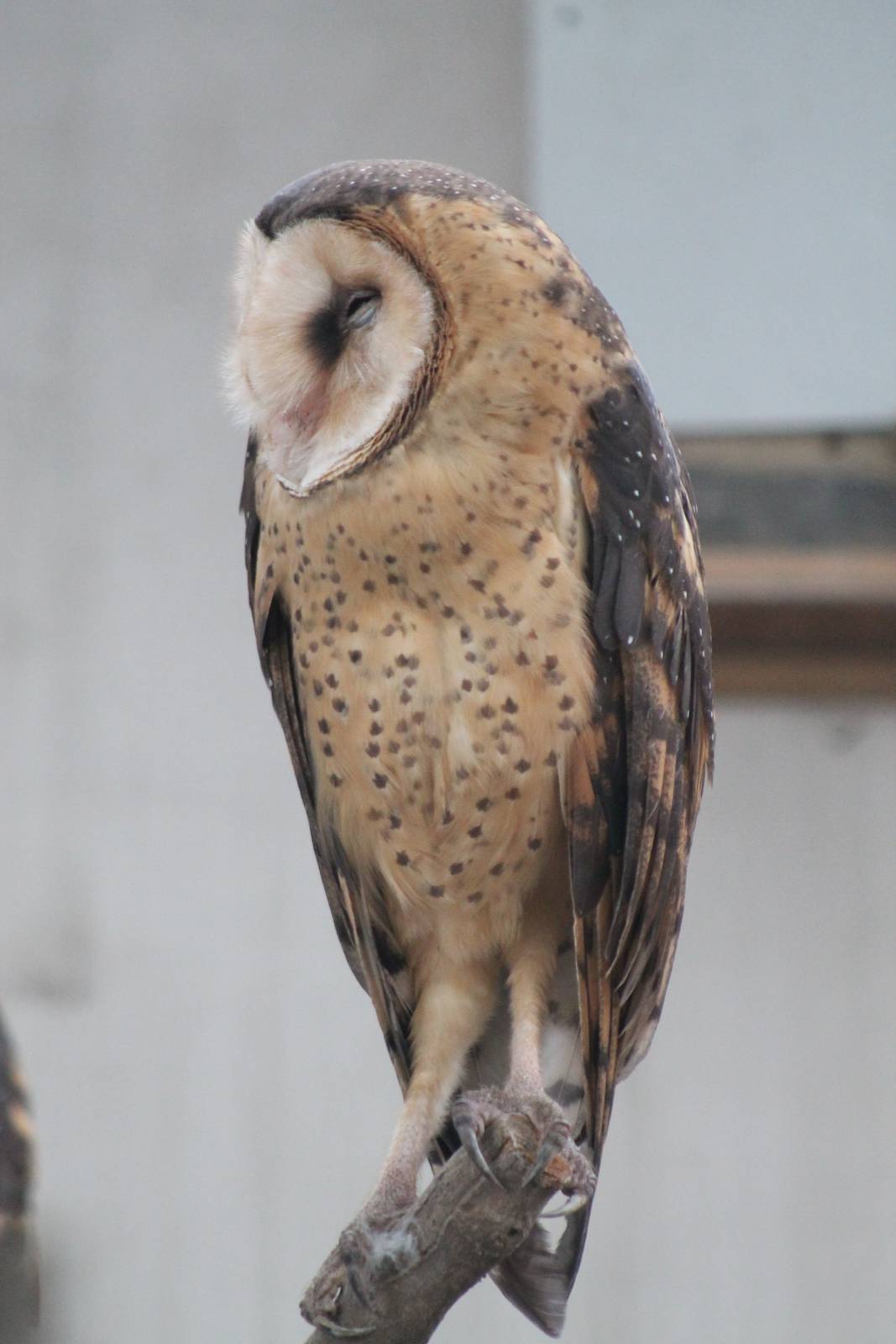 eastern grass owl (Tyto longimembris)