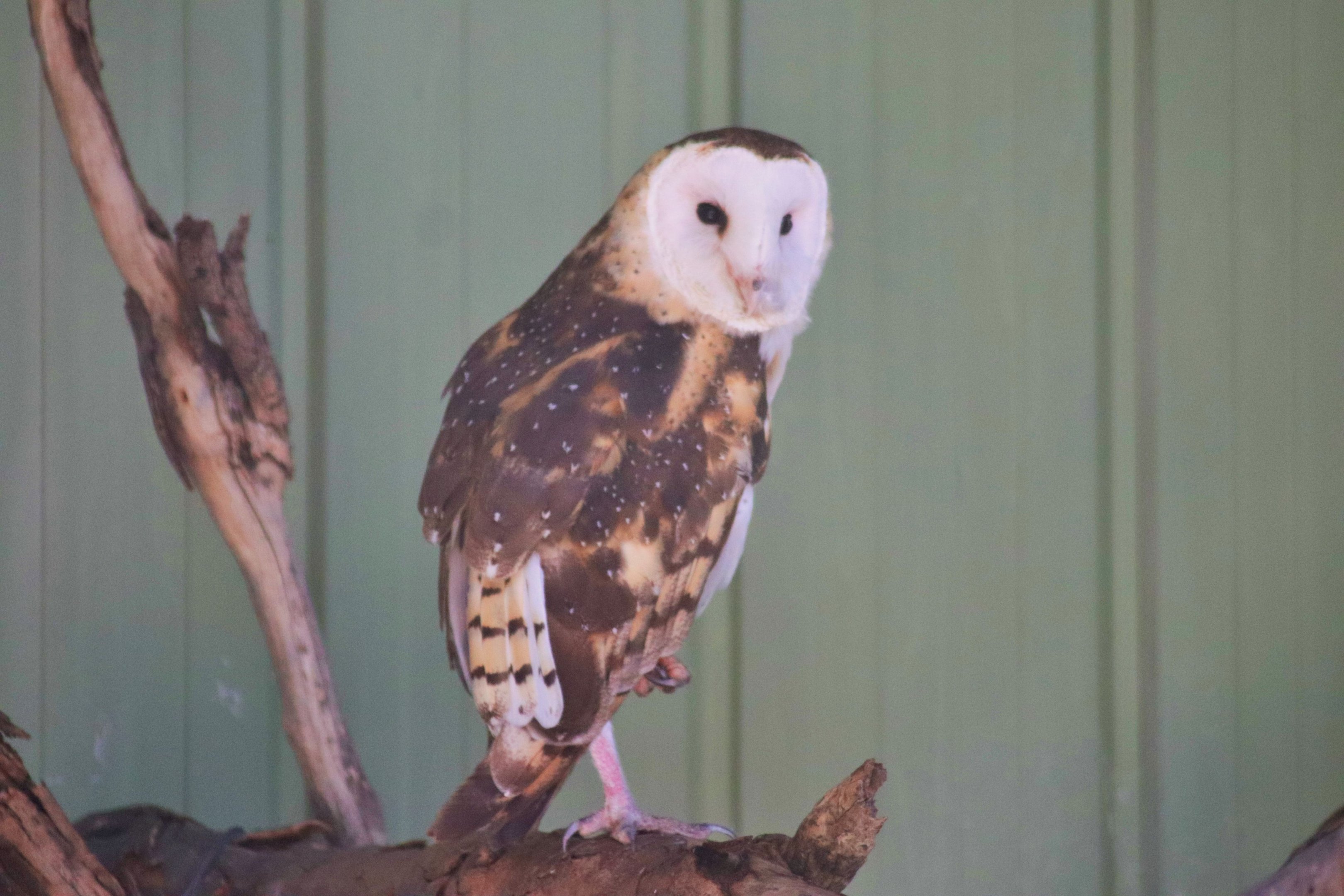 Eastern Grass Owl (Tyto longimembris)