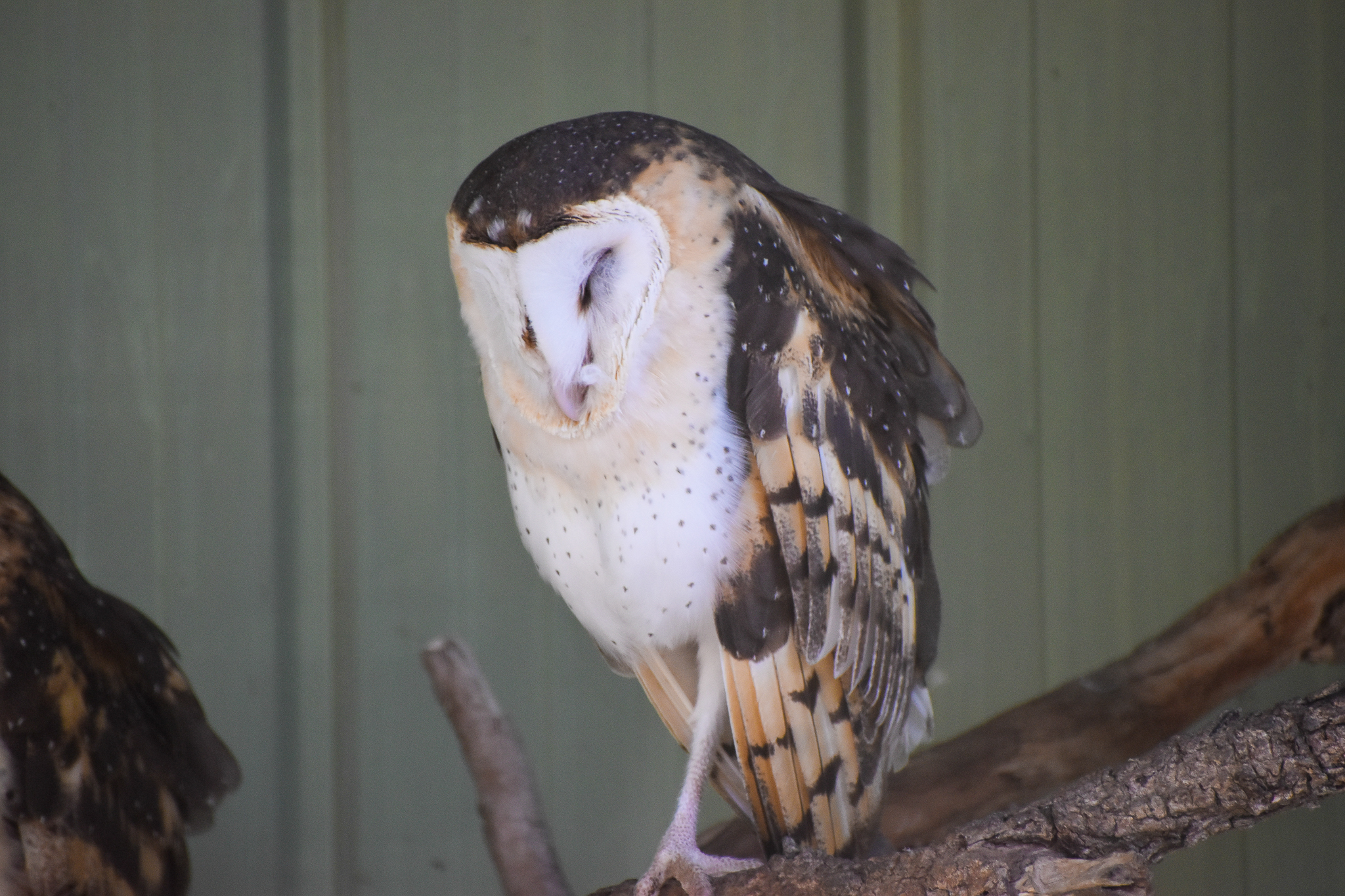 Eastern Grass Owl (Tyto longimembris)