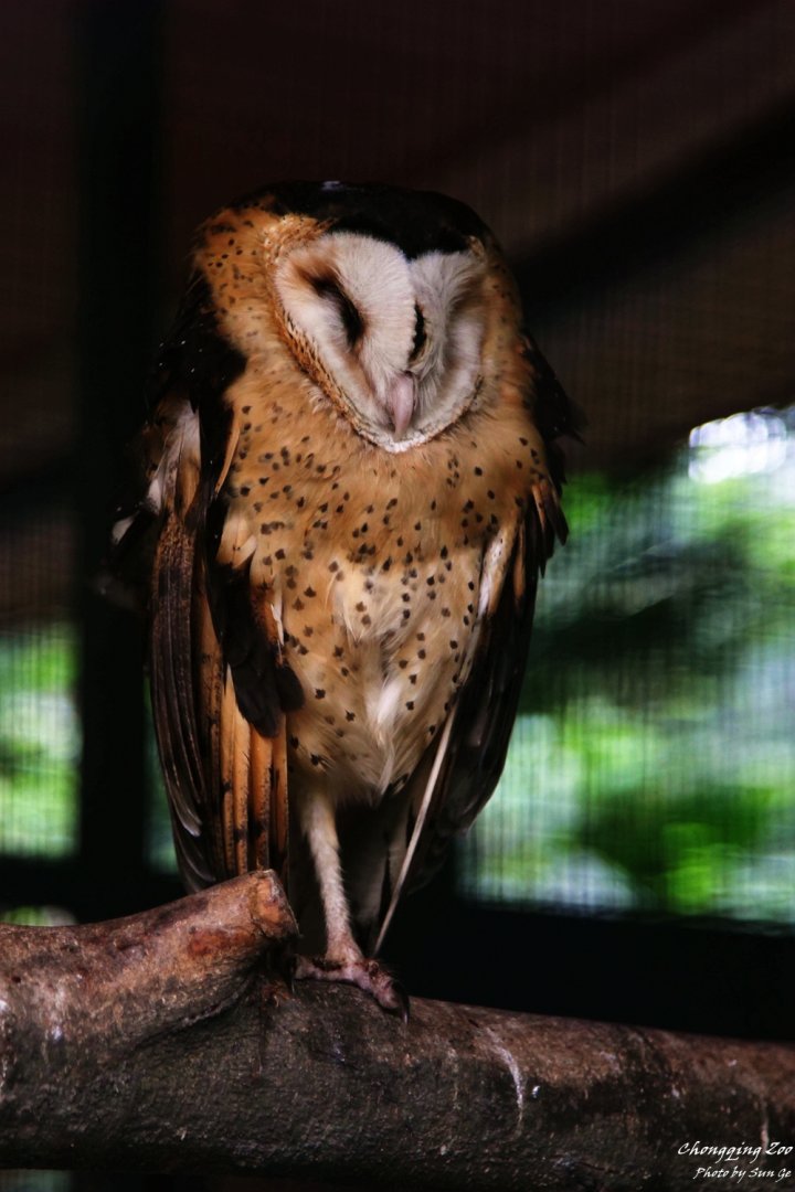 Eastern grass owl