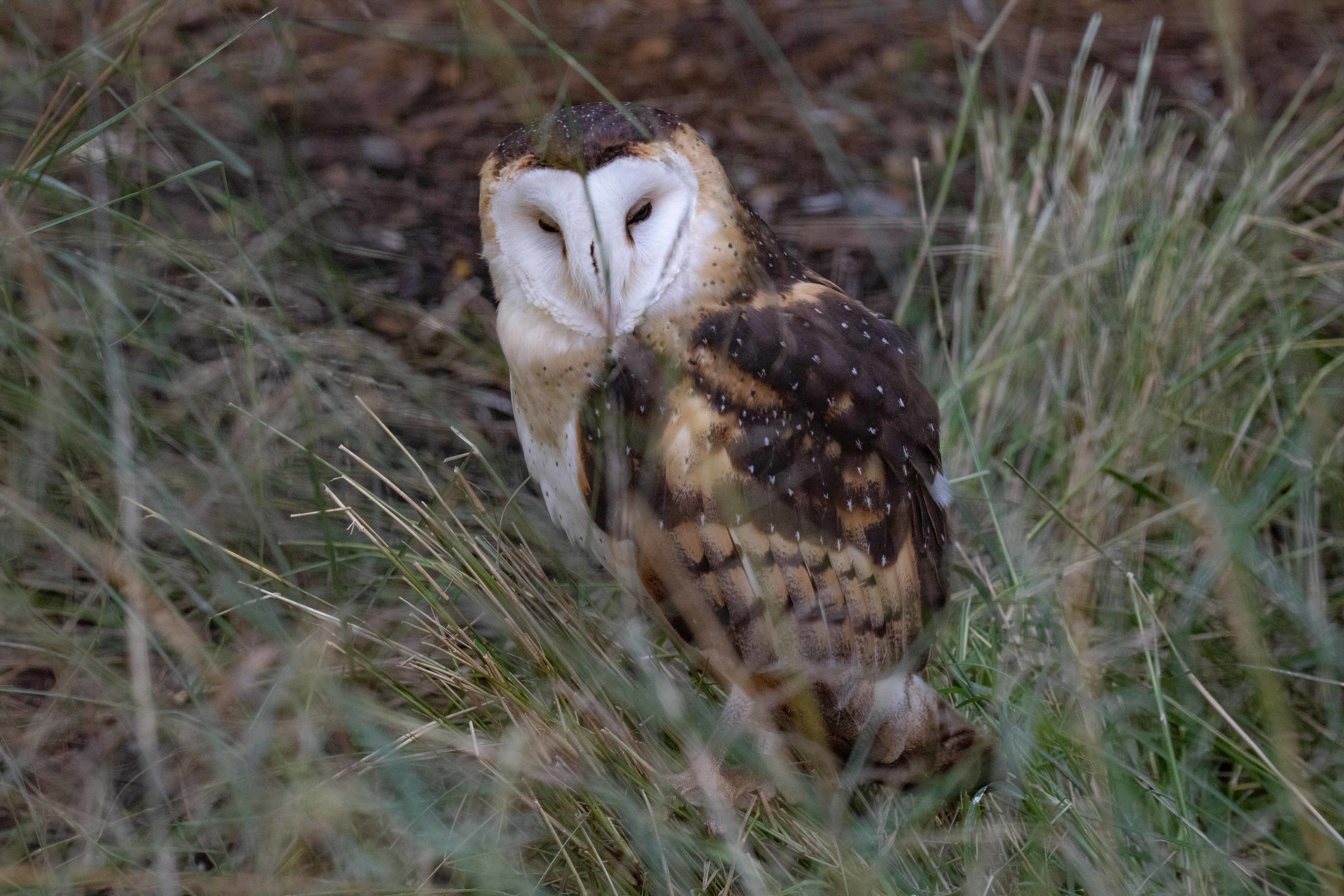 Eastern Grass Owl