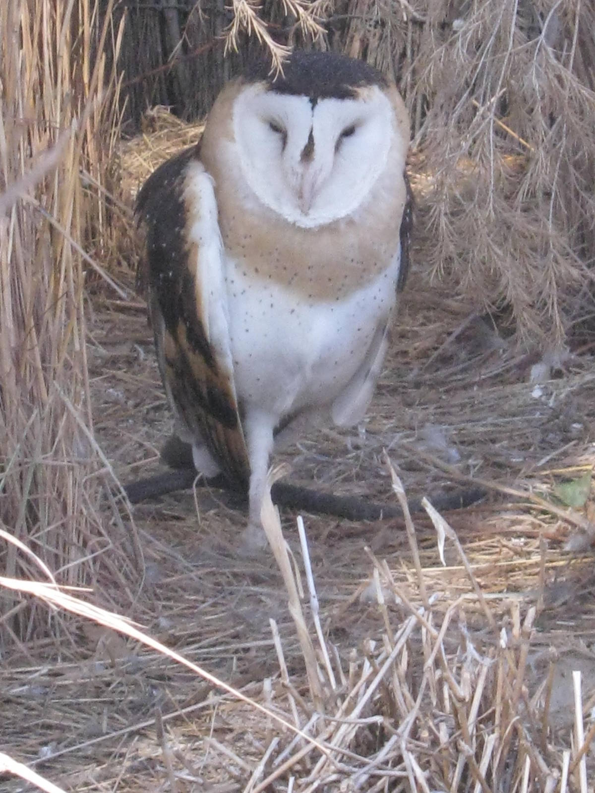 Eastern Grass Owl