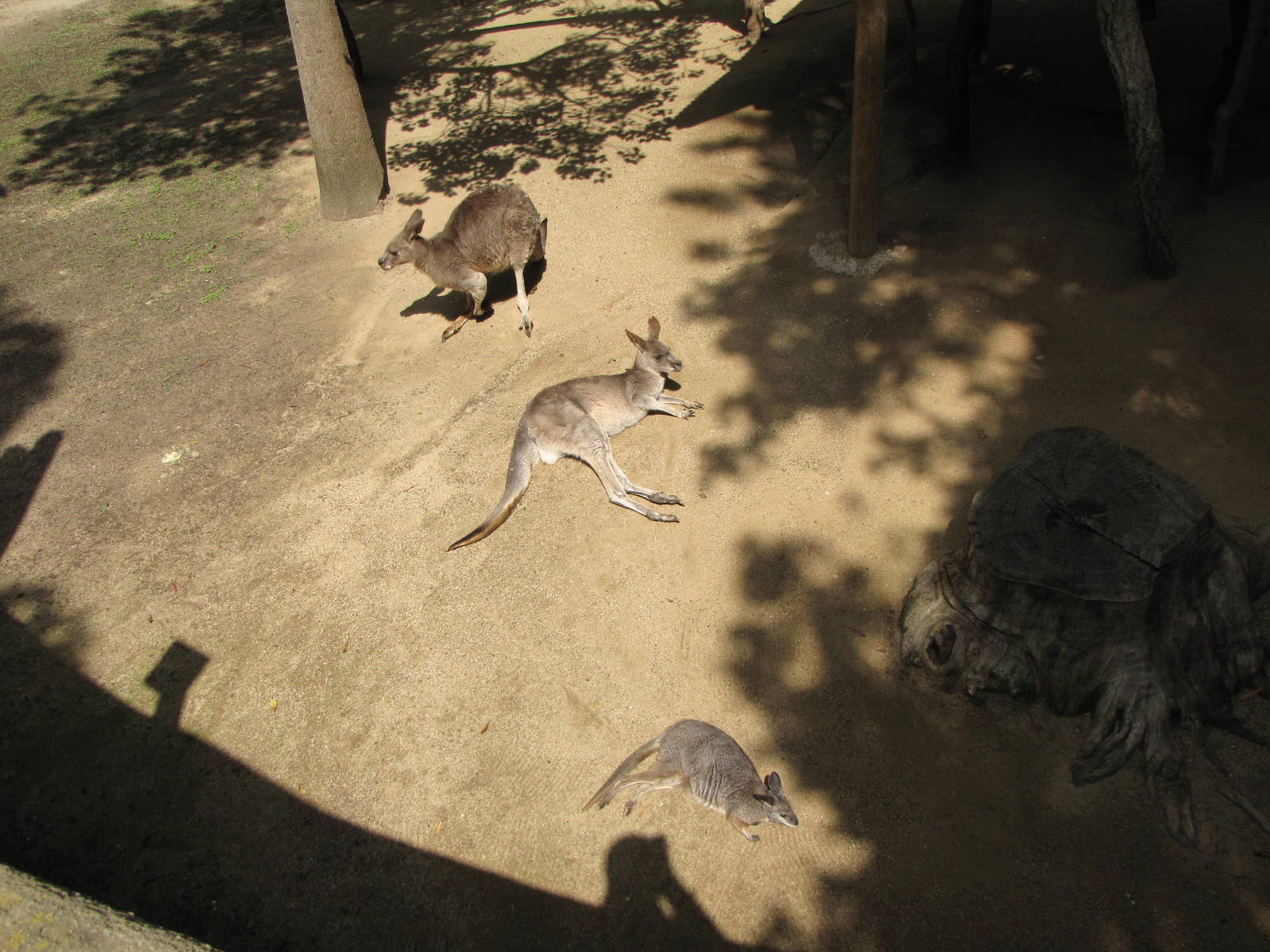 Eastern Gray Kangaroo and Tammar Wallaby