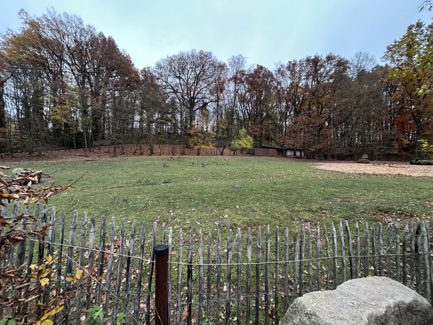 Eastern Gray Kangaroo & Emu Exhibit