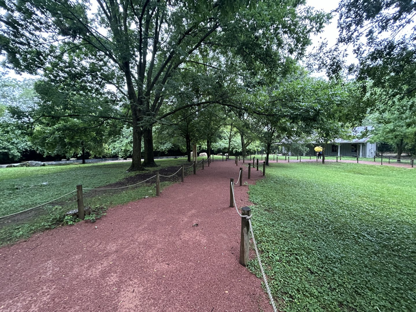 Eastern Gray Kangaroo Exhibit - Australian Adventure