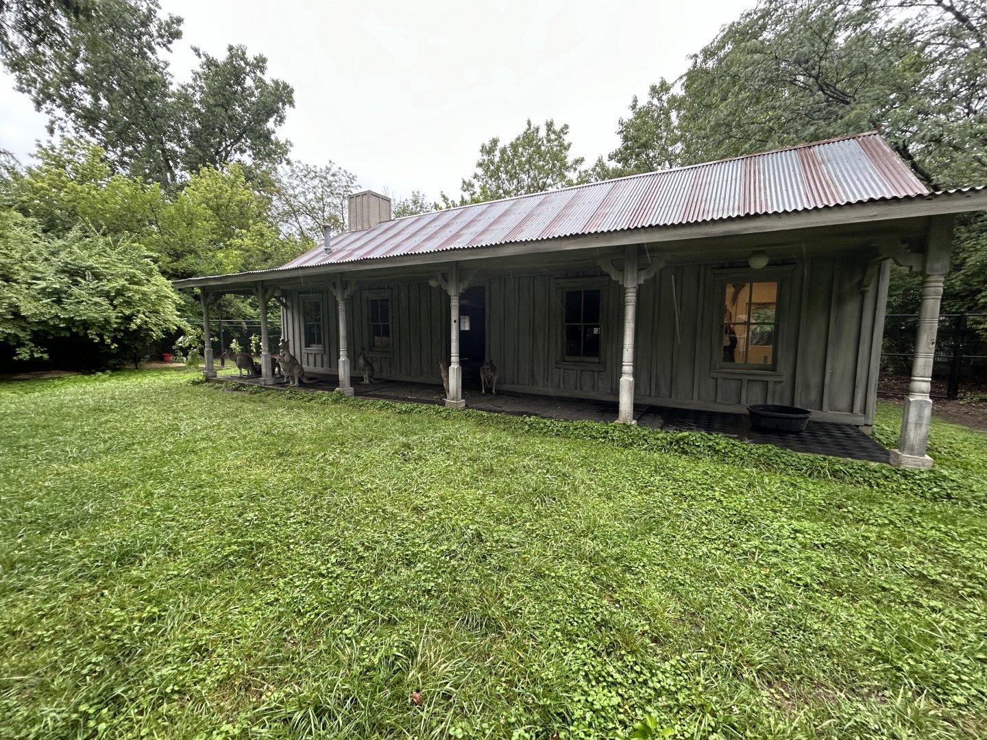 Eastern Gray Kangaroo Exhibit - Australian Adventure