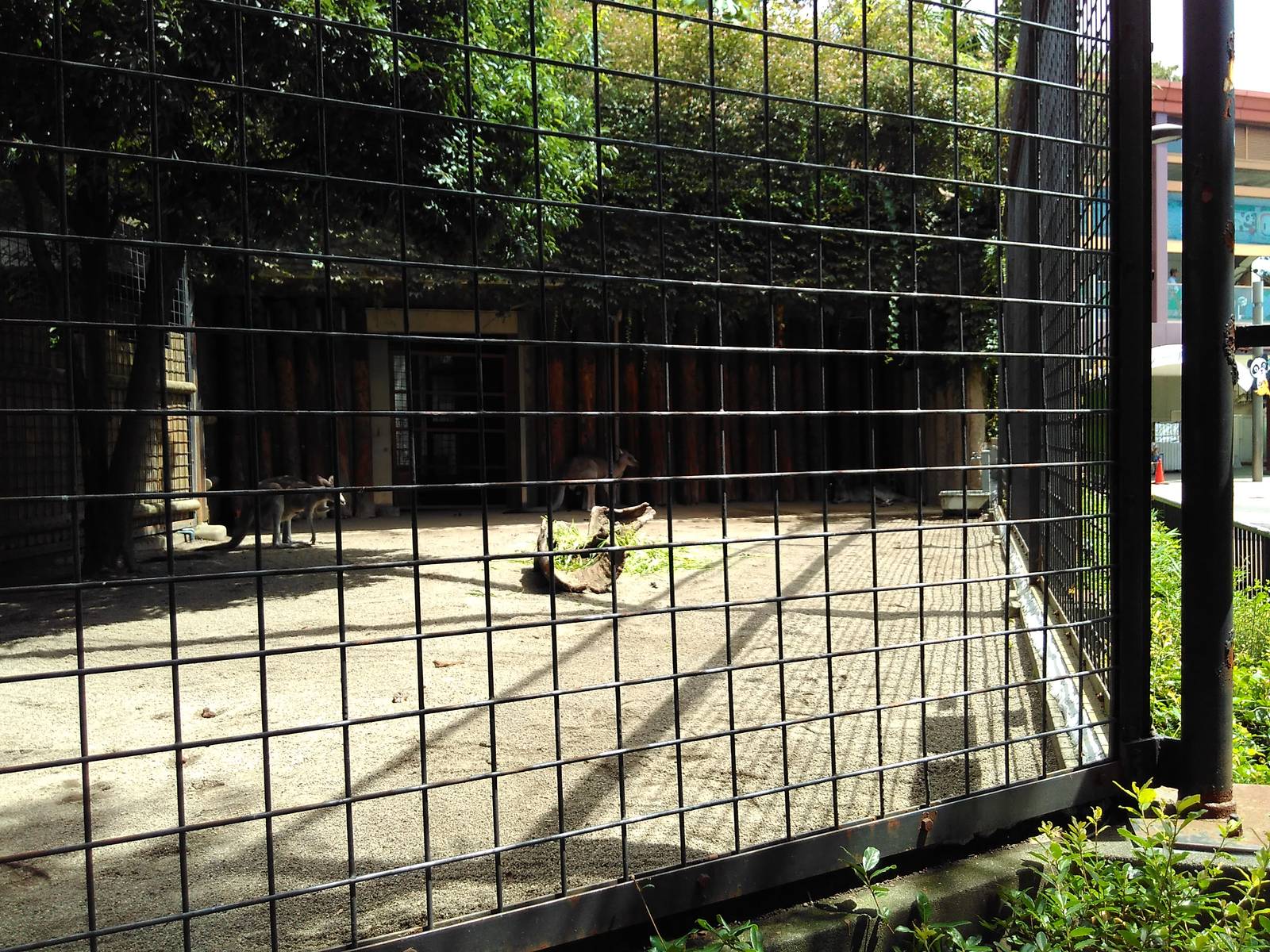 Eastern gray kangaroo exhibit