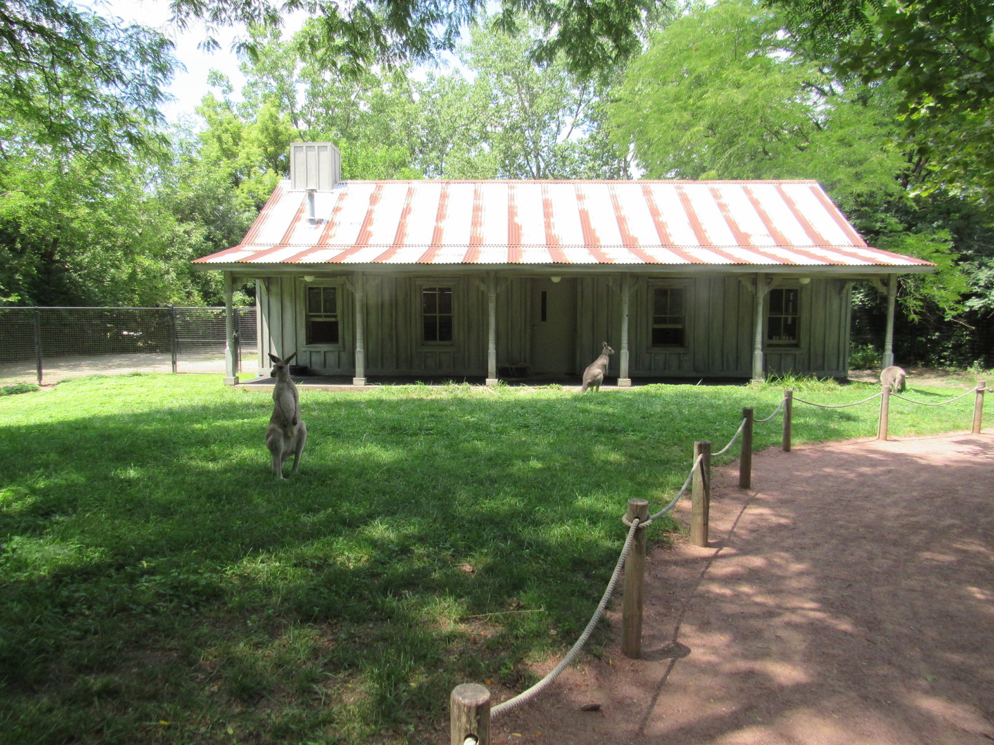 Eastern Gray Kangaroo walkthrough Exhibit, Australian Adventure