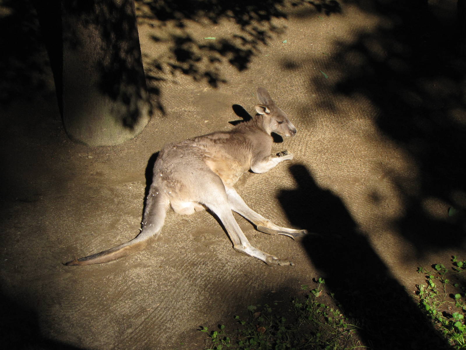 Eastern Gray Kangaroo