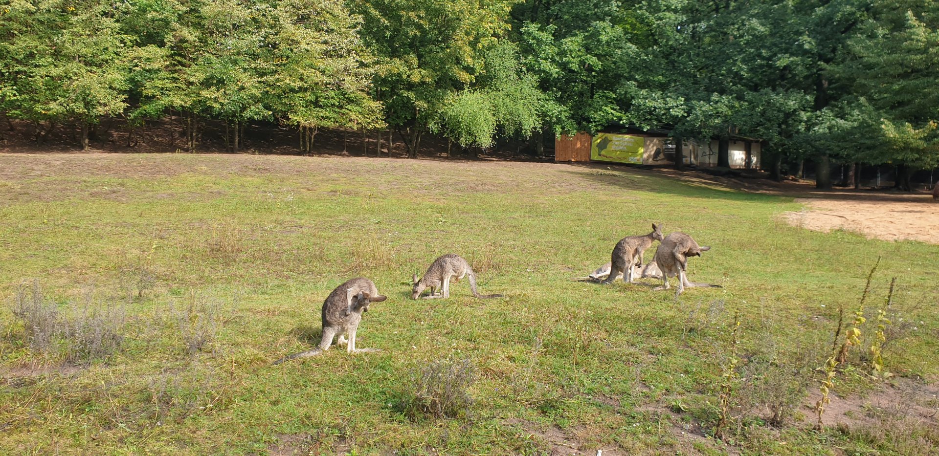 Eastern Gray Kangaroo