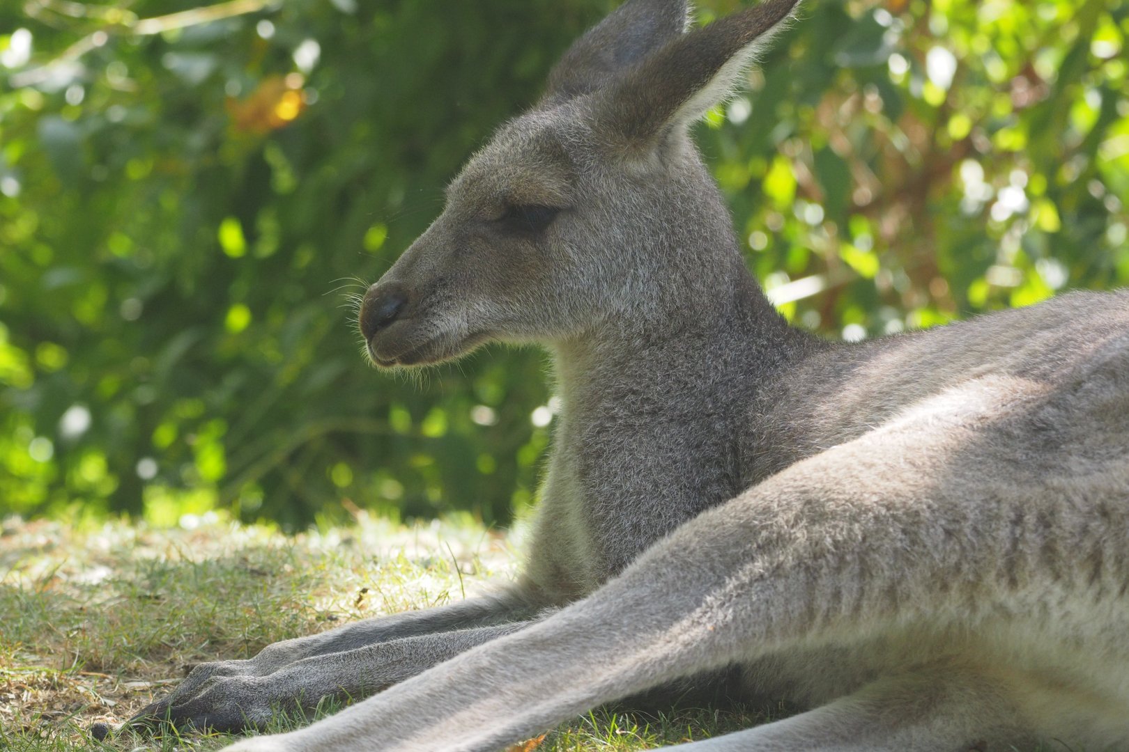 Eastern gray kangaroo