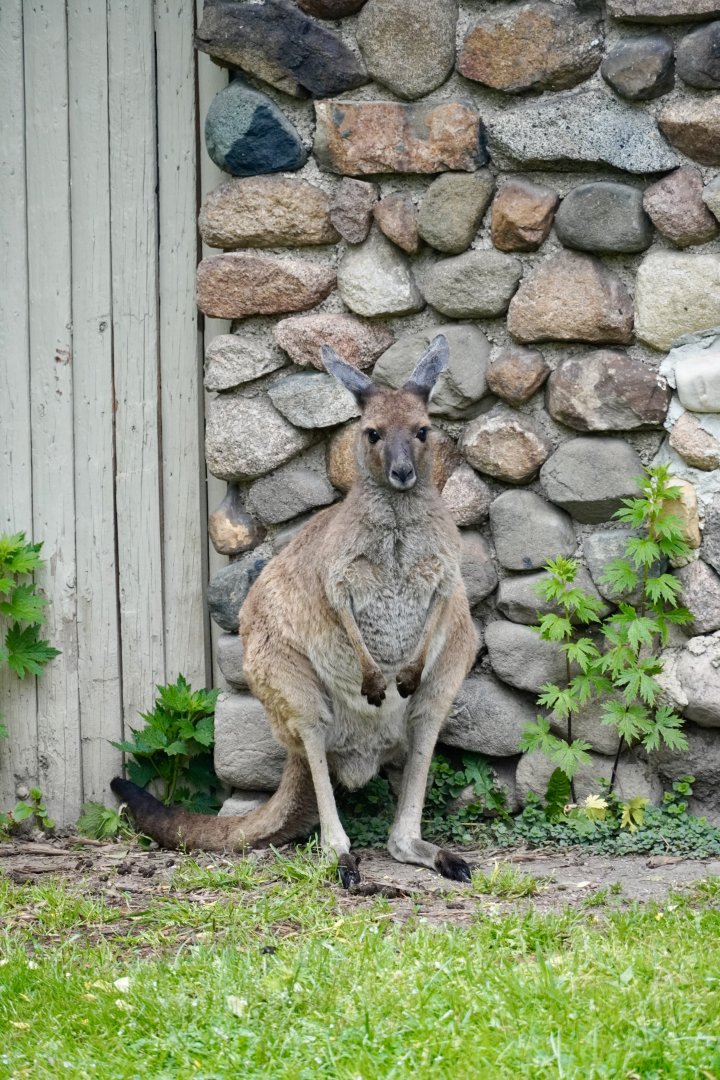 Eastern Gray Kangaroo