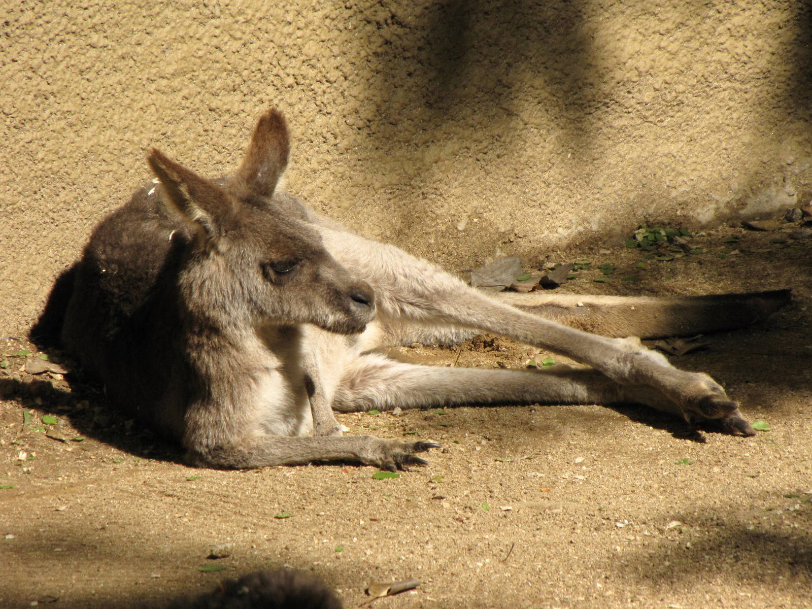 Eastern Gray Kangaroo